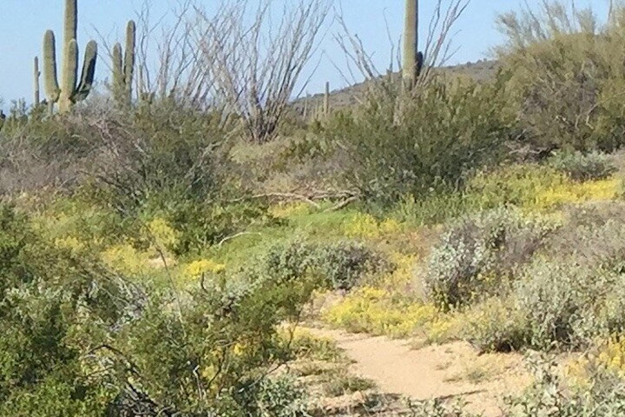 Scottsdale Sonoran Desert Guided Hiking Tour 2 hr - Image 6