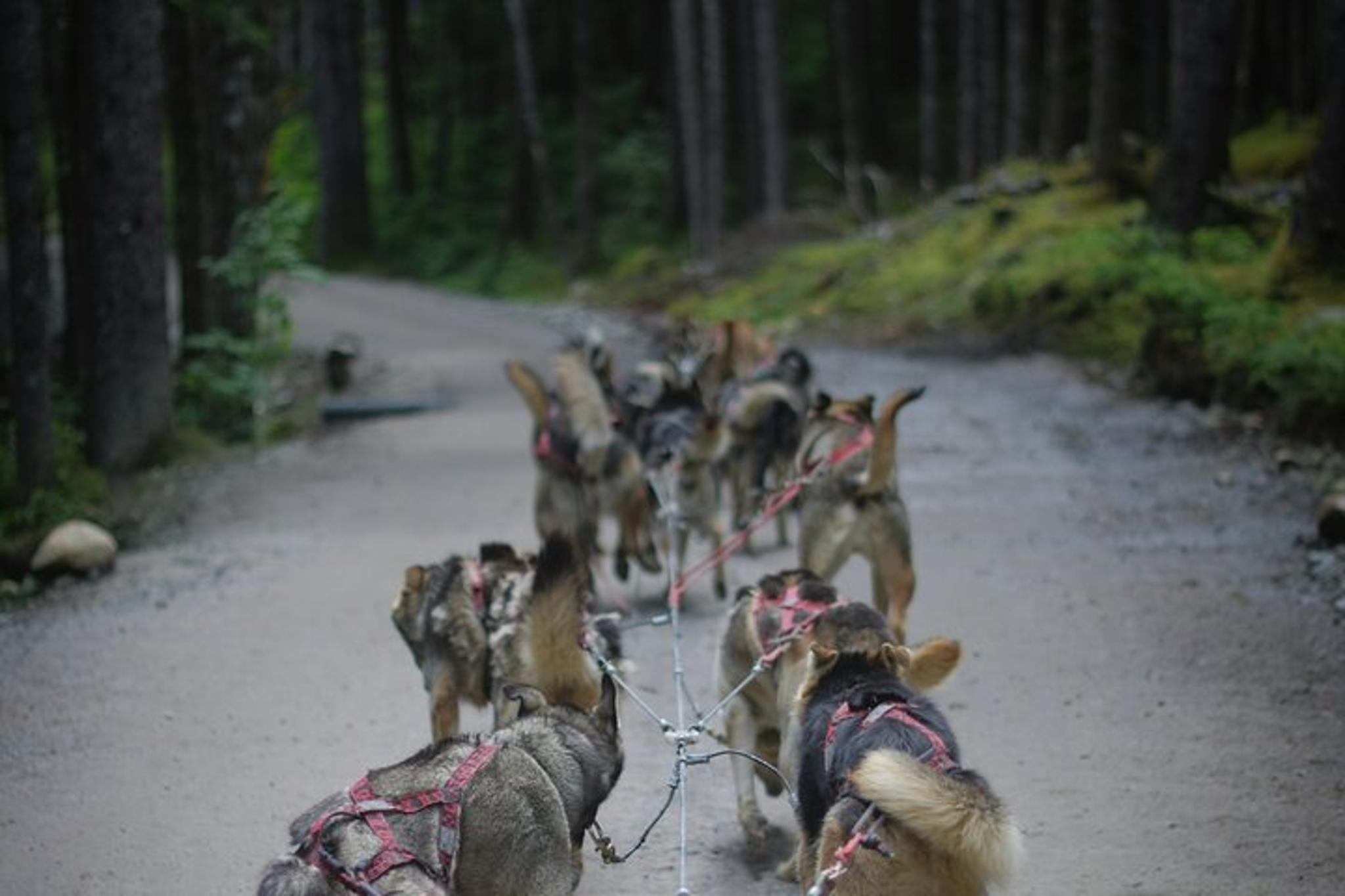 Denali Husky Sled Dog Experience and Brewery Visit - Image 4