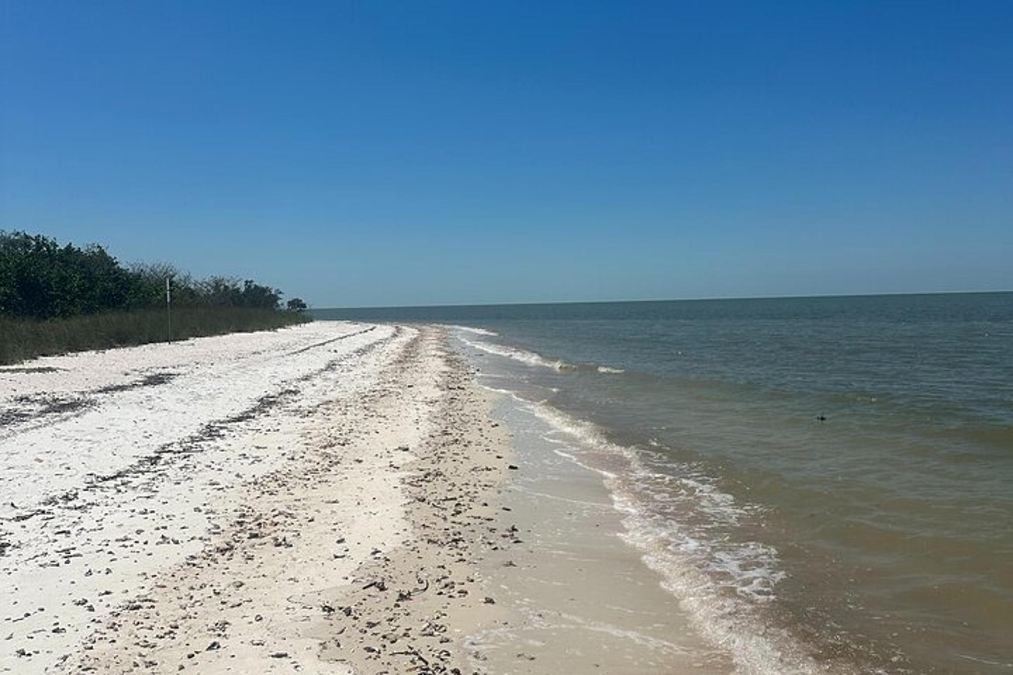 Ten Thousand Islands Beach and Shelling Eco Tour - Image 3