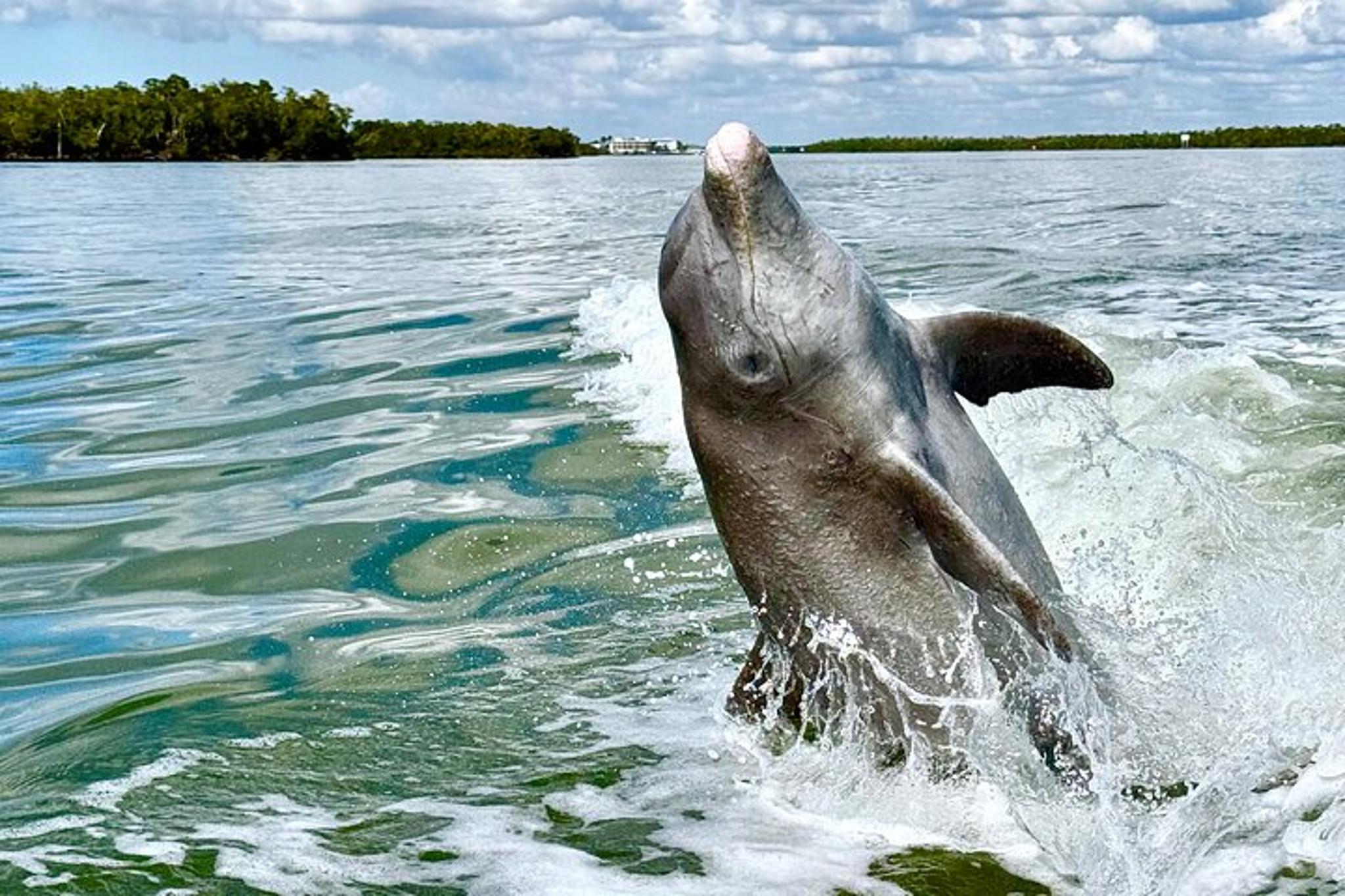 Marco Island Dolphin and Shelling Cruise 2.5 hr - Image 2