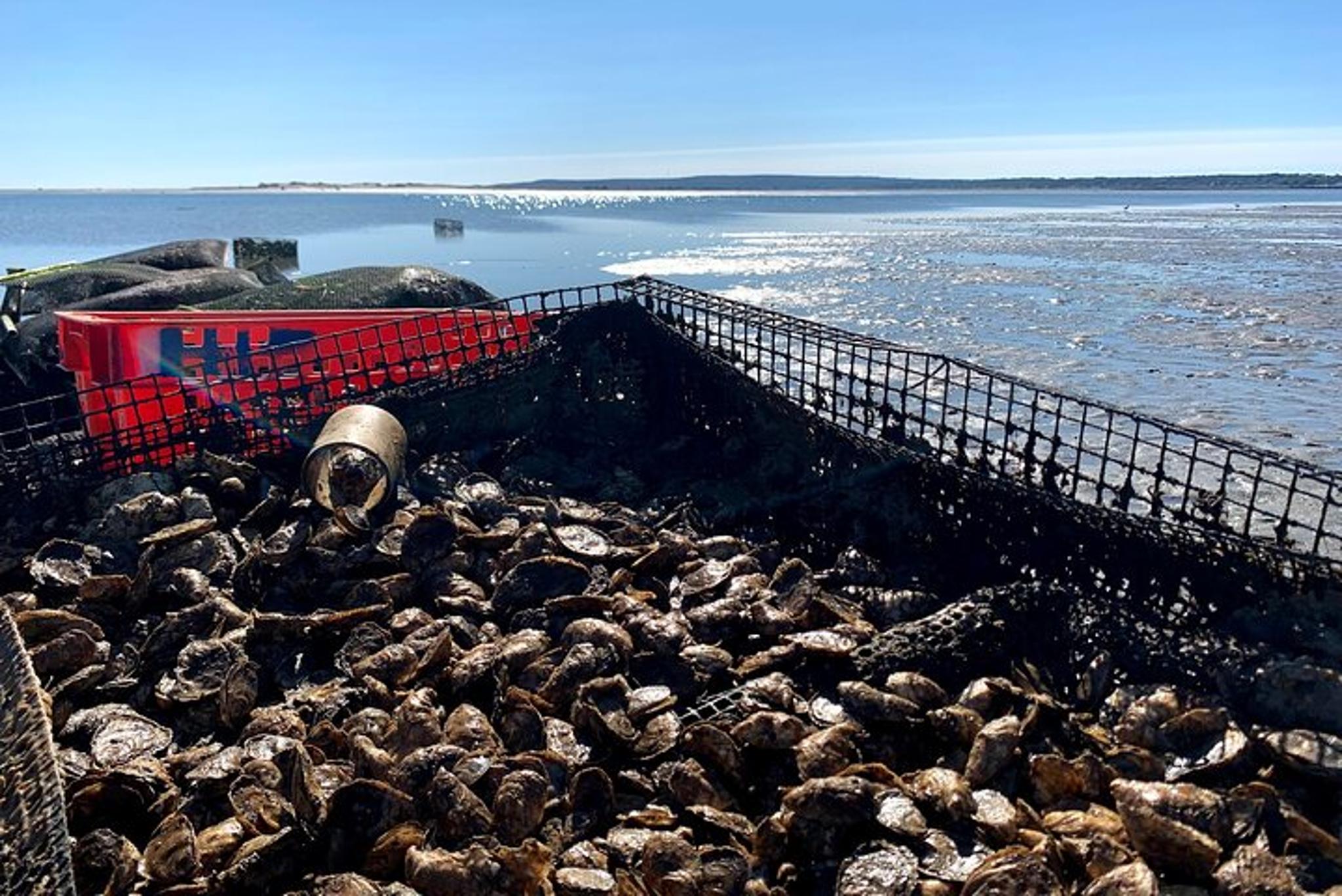 Plymouth Oyster Farm Experience - Image 4
