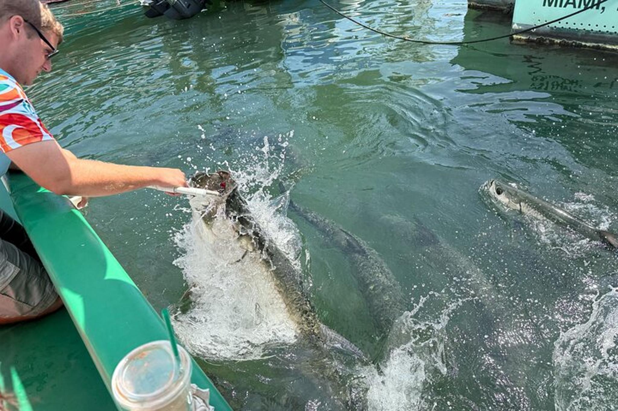 Miami Tarpon Fish Feeding Experience - Image 3