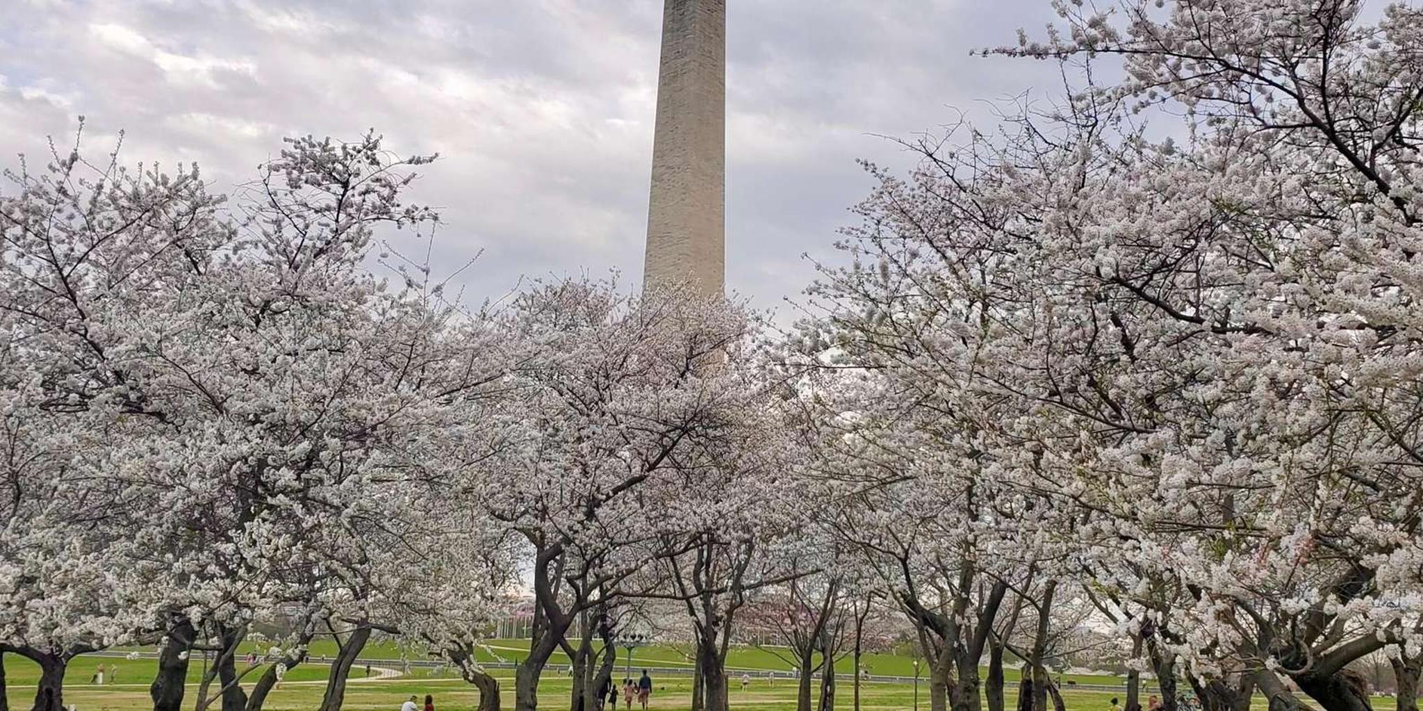 Washington DC Cherry Blossom Bus Tour with Tidal Basin Walk - Image 5