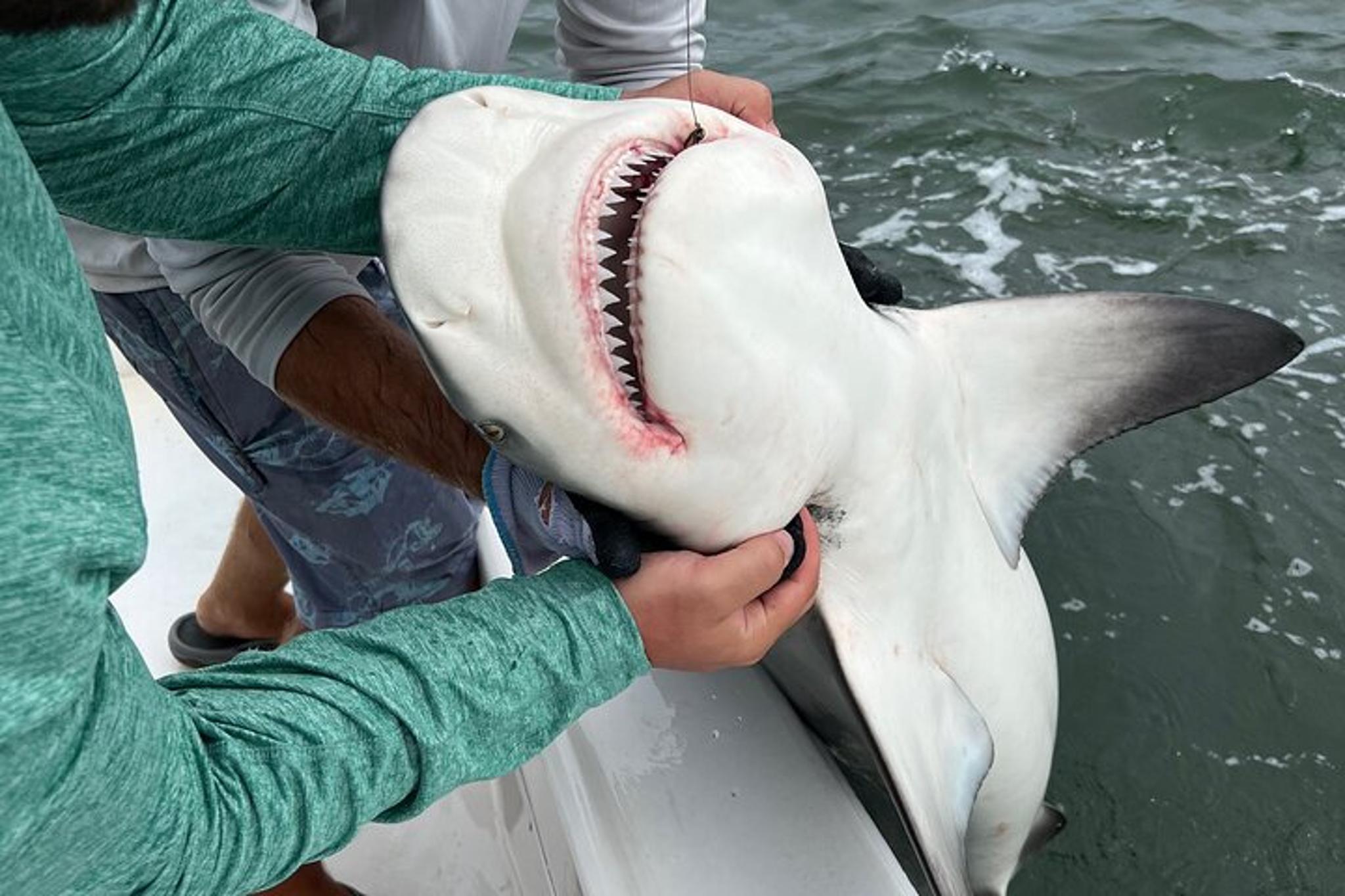 Tampa Bay Shark Fishing Tour - Image 1