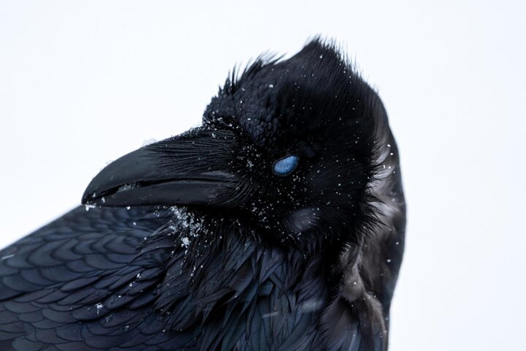 Yellowstone Wildlife Photography Tour 5 hr - Image 6