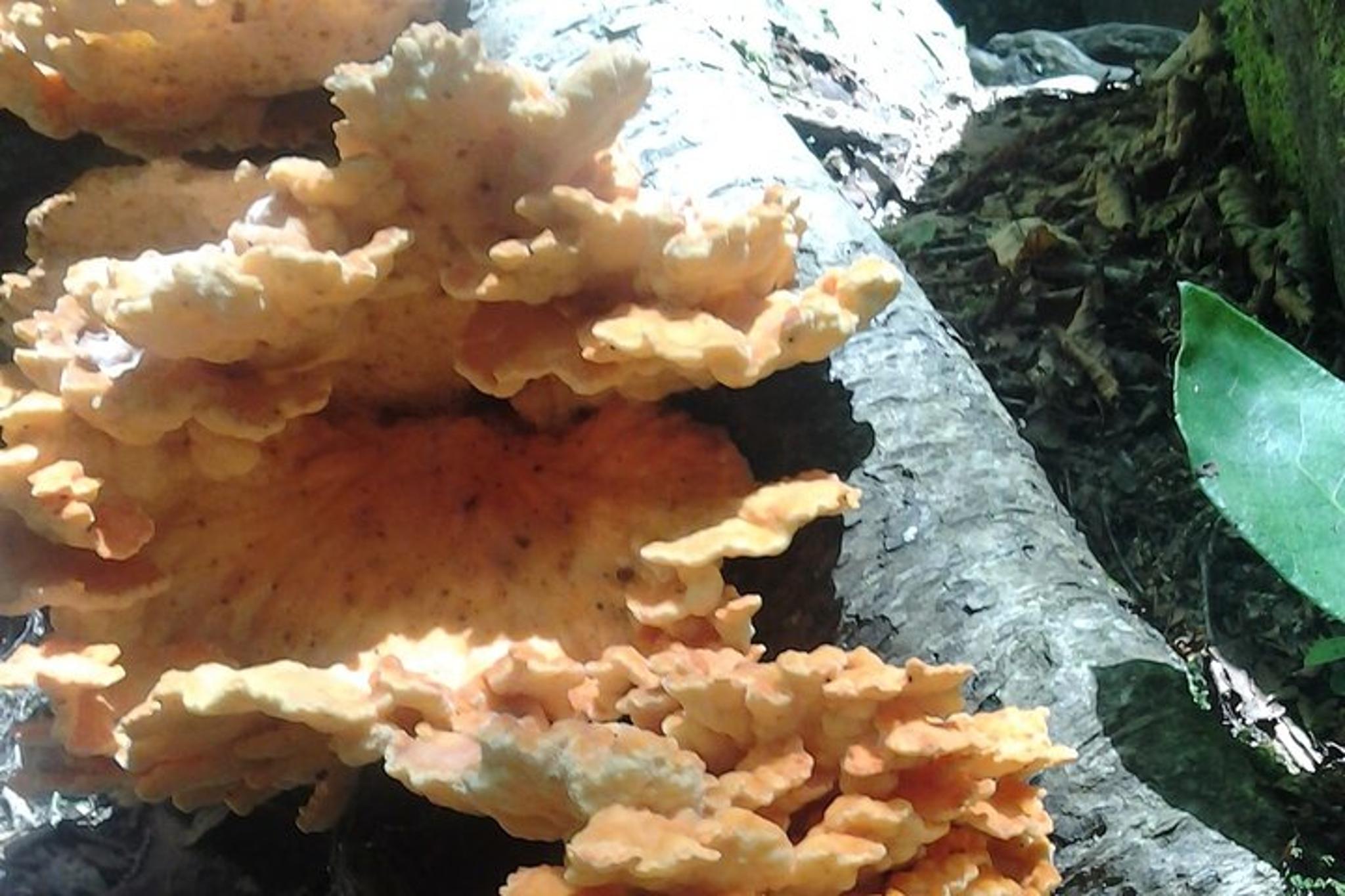 Gatlinburg Old Growth Forest Hike - Image 6