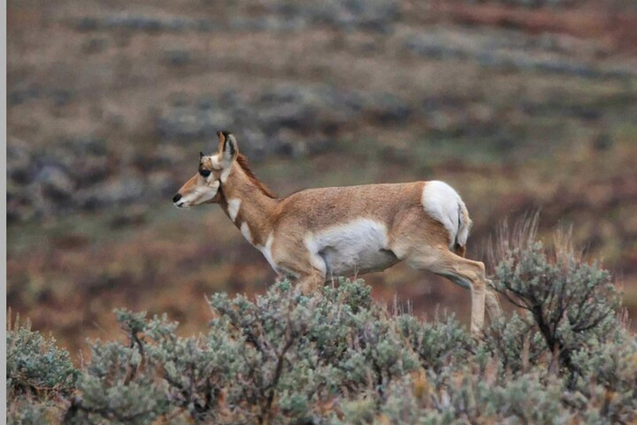 Cody Yellowstone Wildlife Safari - Image 4