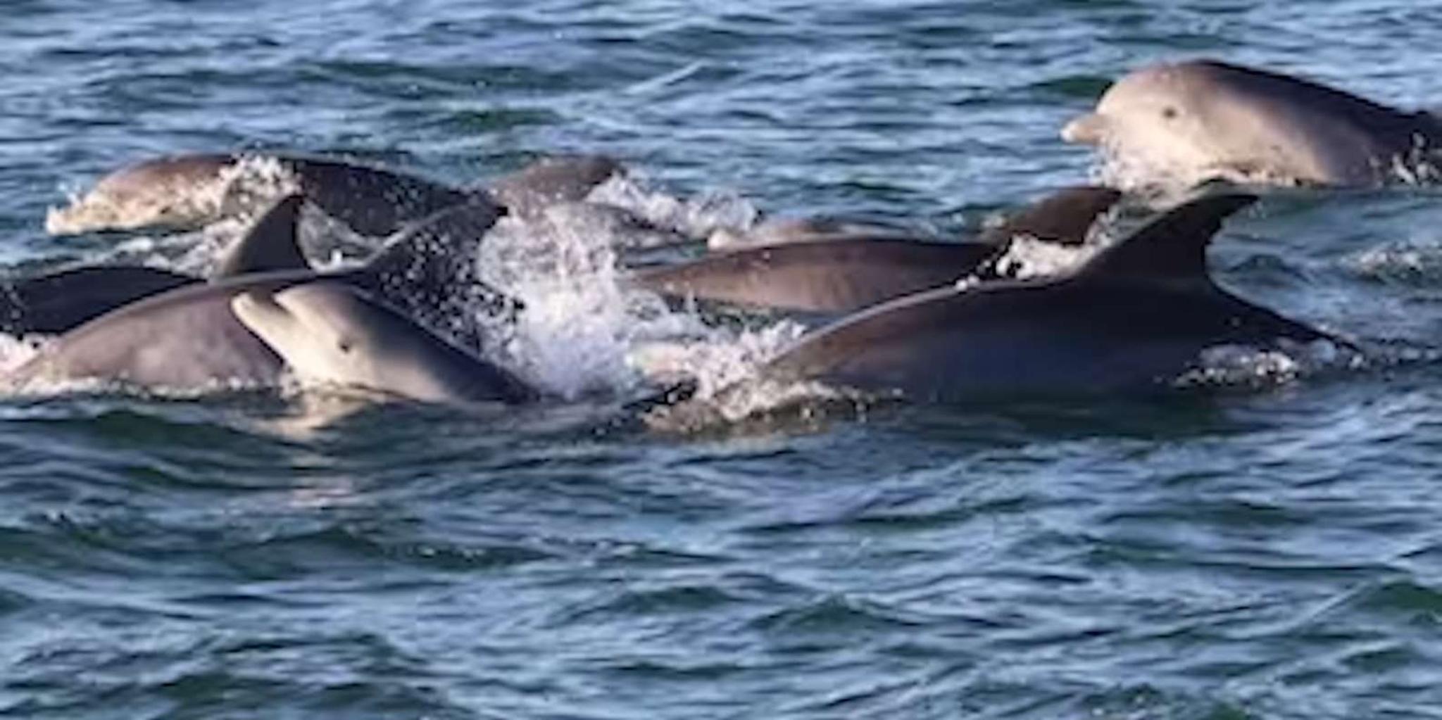 Cape May Dolphin Watching and Sunset Cruise - Image 3