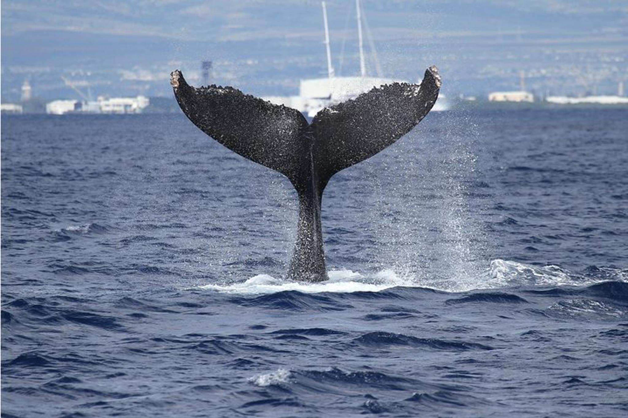 Honolulu Whale Watching Cruise