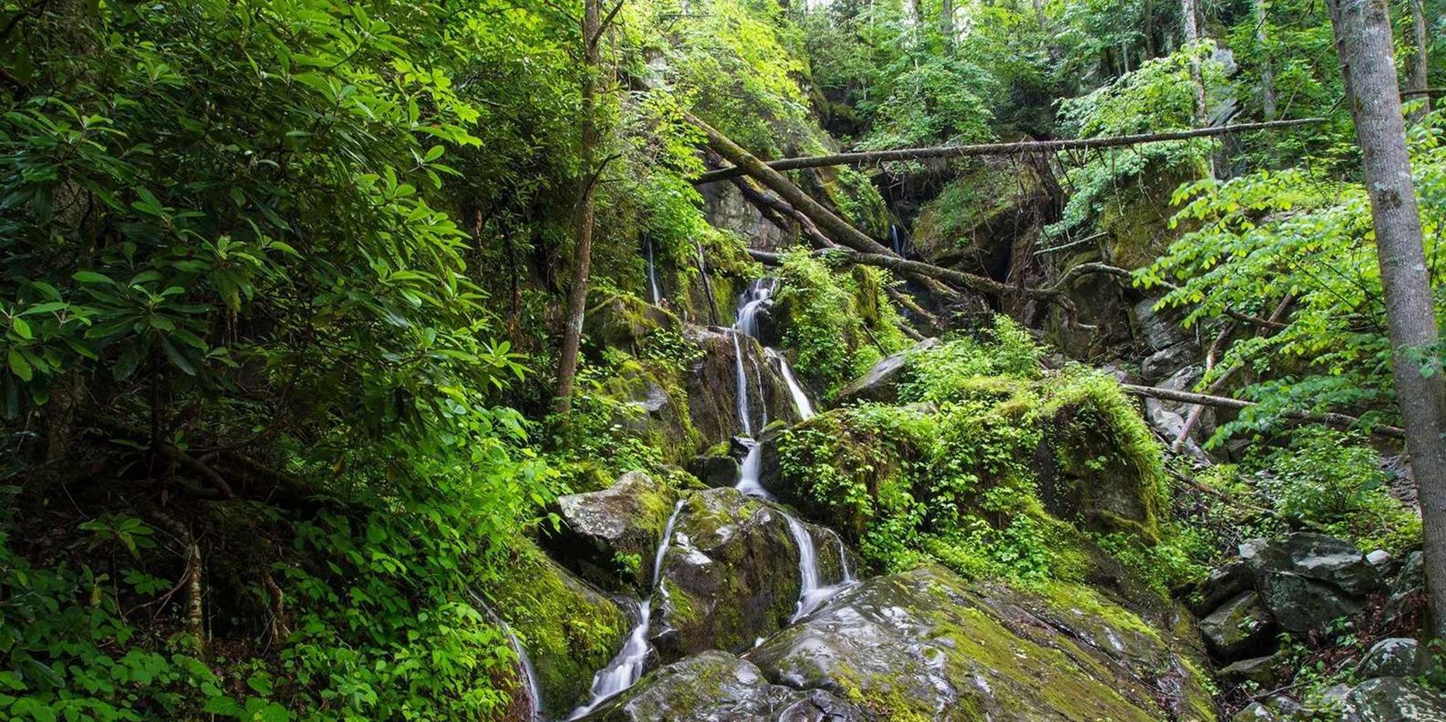 Pigeon Forge Smoky Mountains Jeep Tour - Image 5