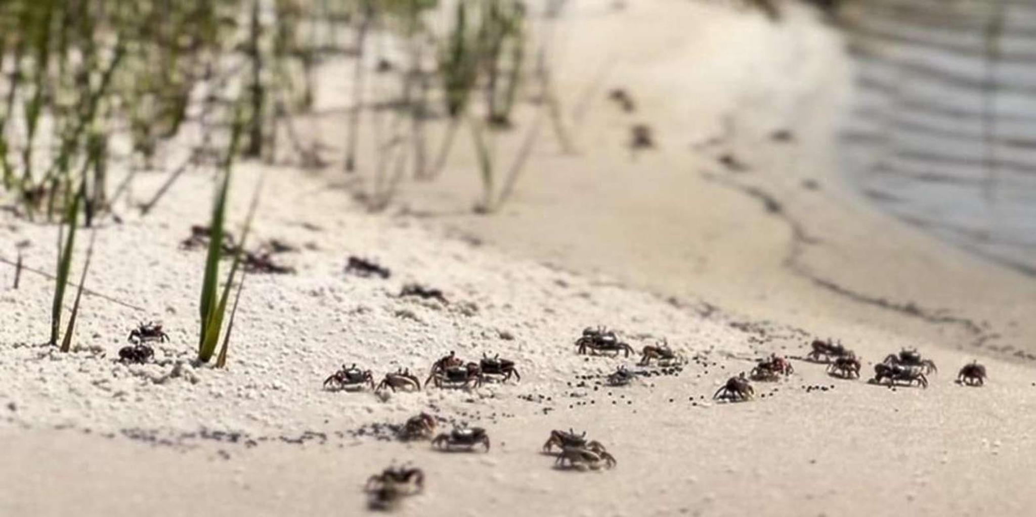 Destin Clear Kayak Eco Tour with Island Stops 2 hr - Image 4