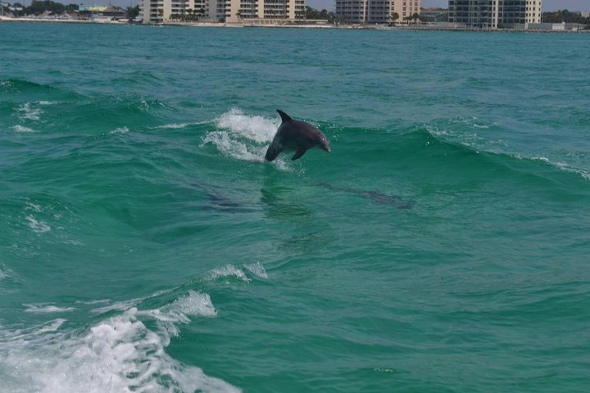 Destin Snorkeling and Eco Excursion 2.5 hr - Image 5