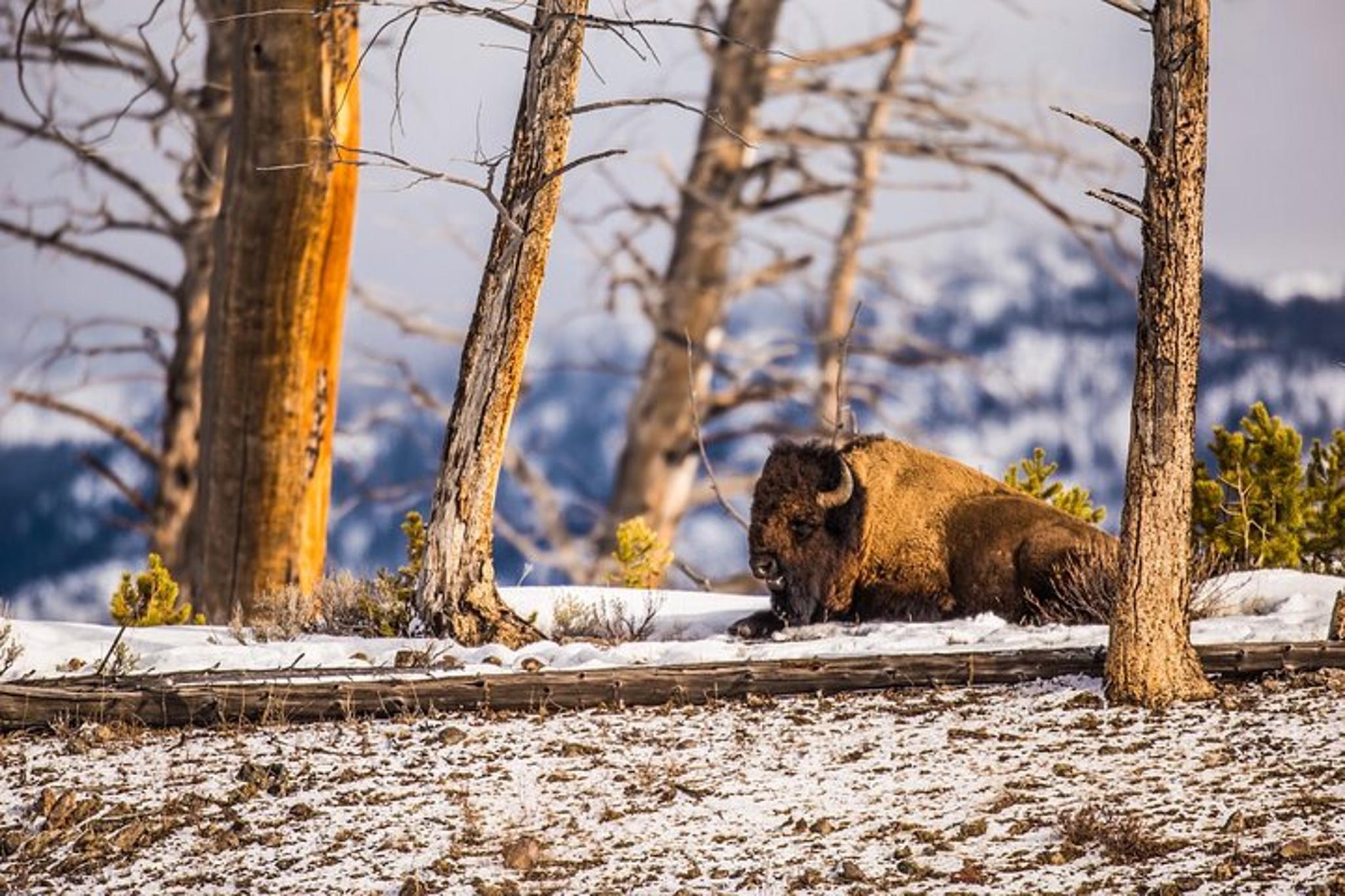 Yellowstone Winter Wildlife and Snowshoe Tour - Image 4