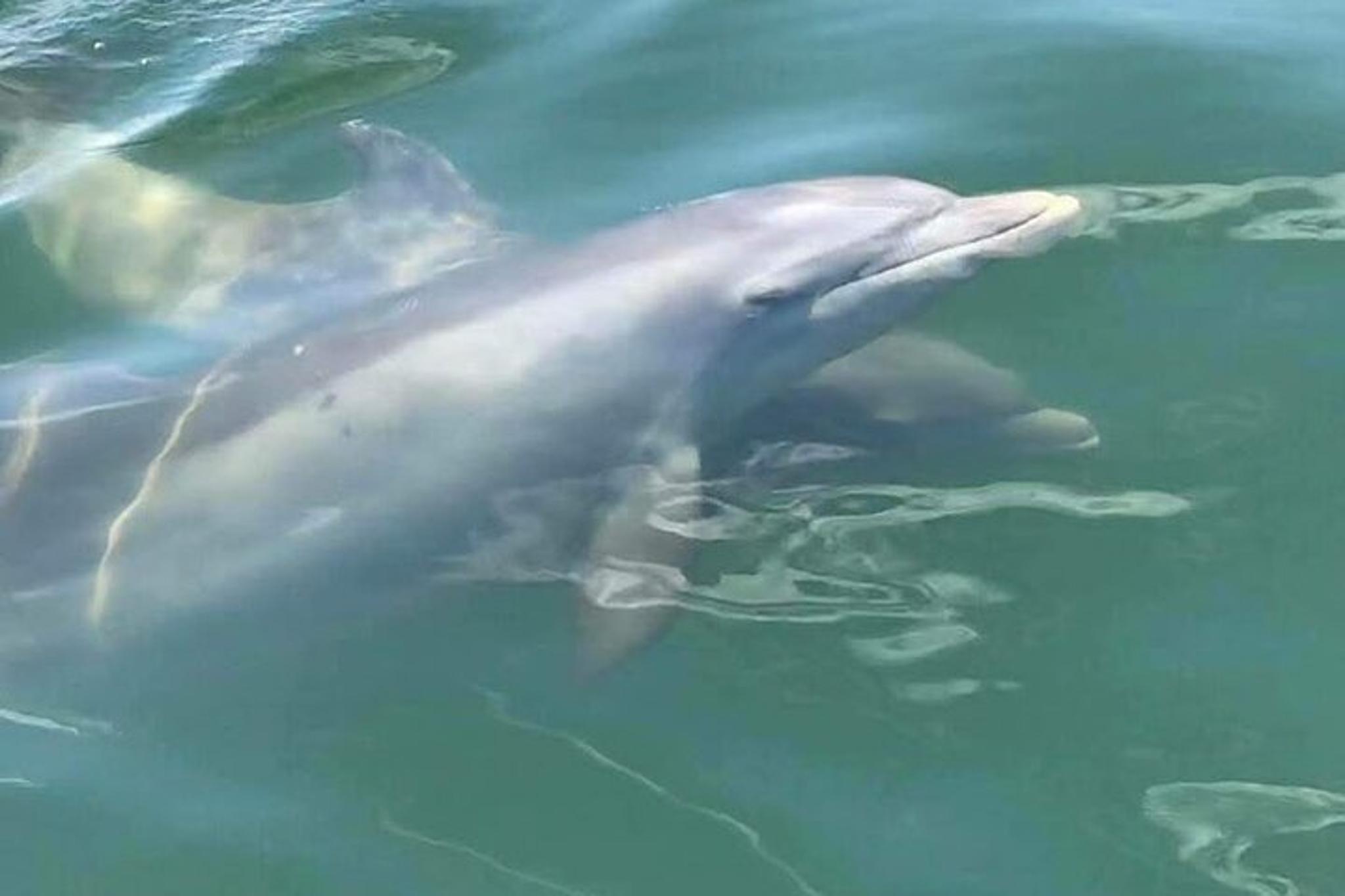 Pensacola Dolphin Cruise and Bay Tour 2 hr - Image 5