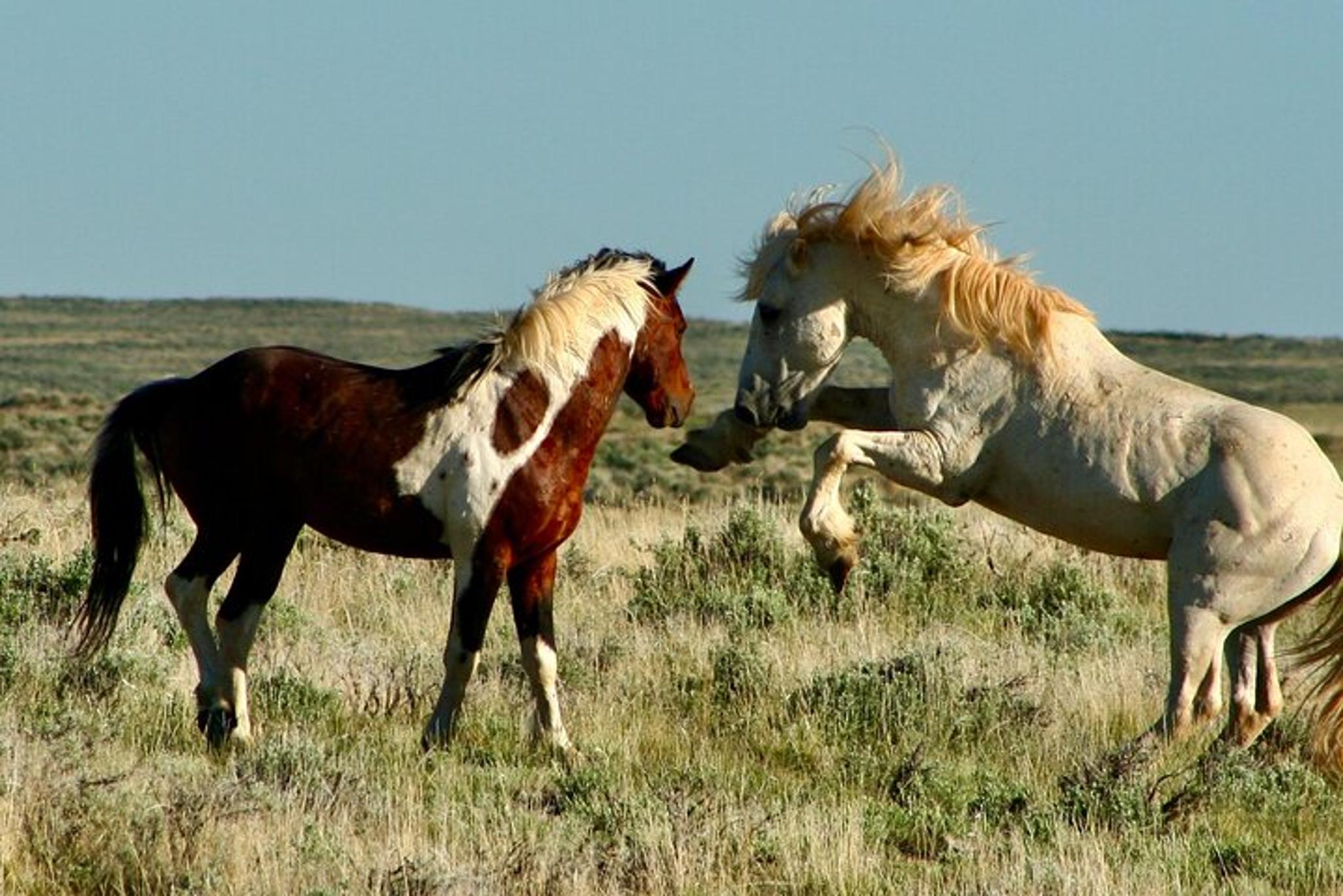 Cody Wild Mustang Safari - Image 3