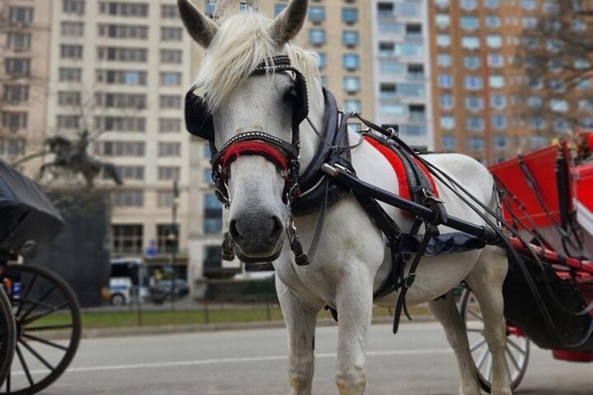 New York City Horse and Carriage Tour - Image 3