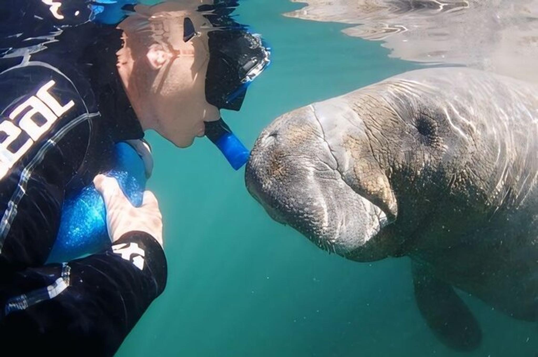 Crystal River Manatee Swim Tour with Heated Boat - Image 1