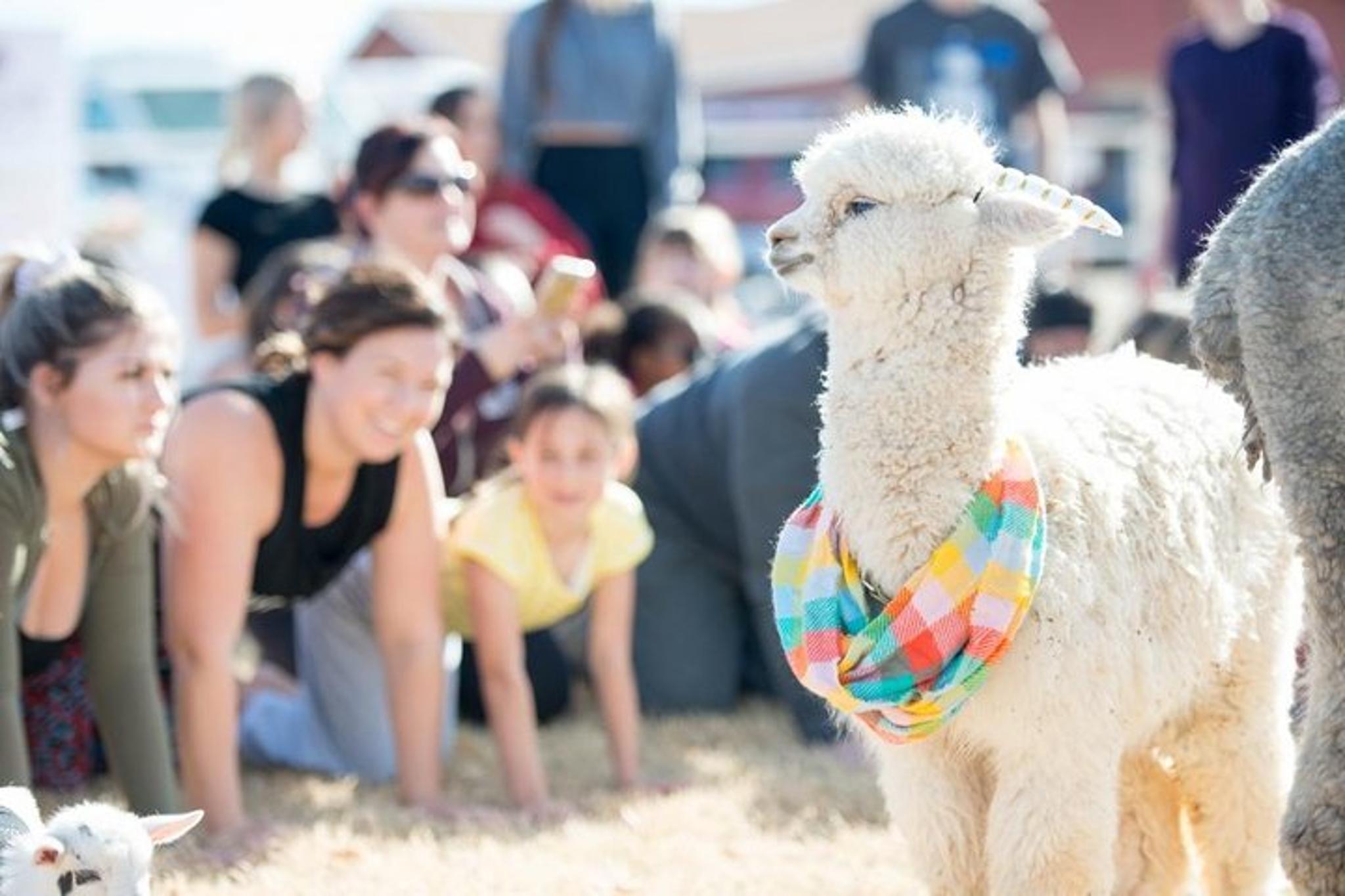 Arizona Goat and Alpaca Yoga - Image 4