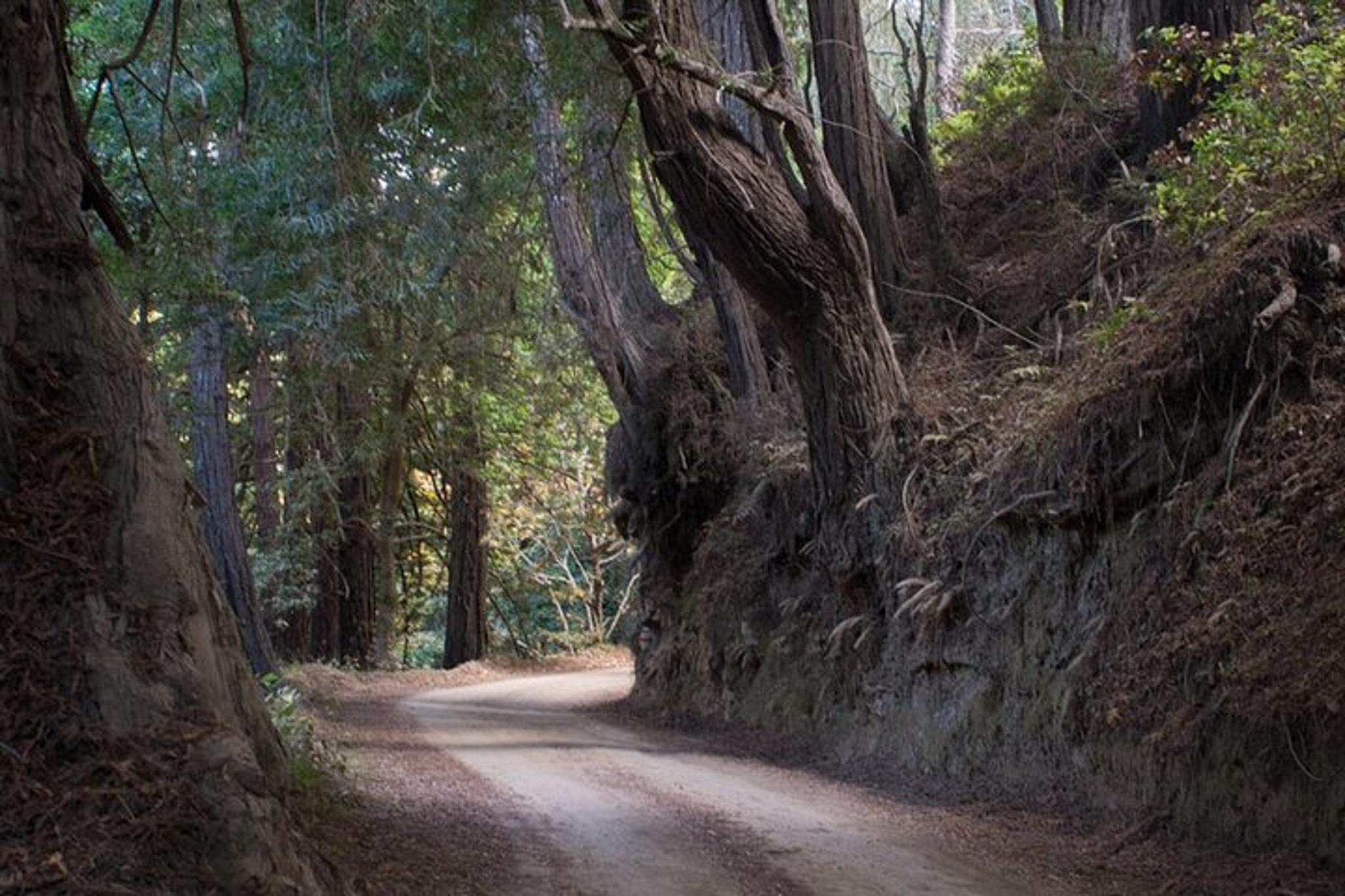 Big Sur Electric Bike Tour Along Old Coast Road - Image 3