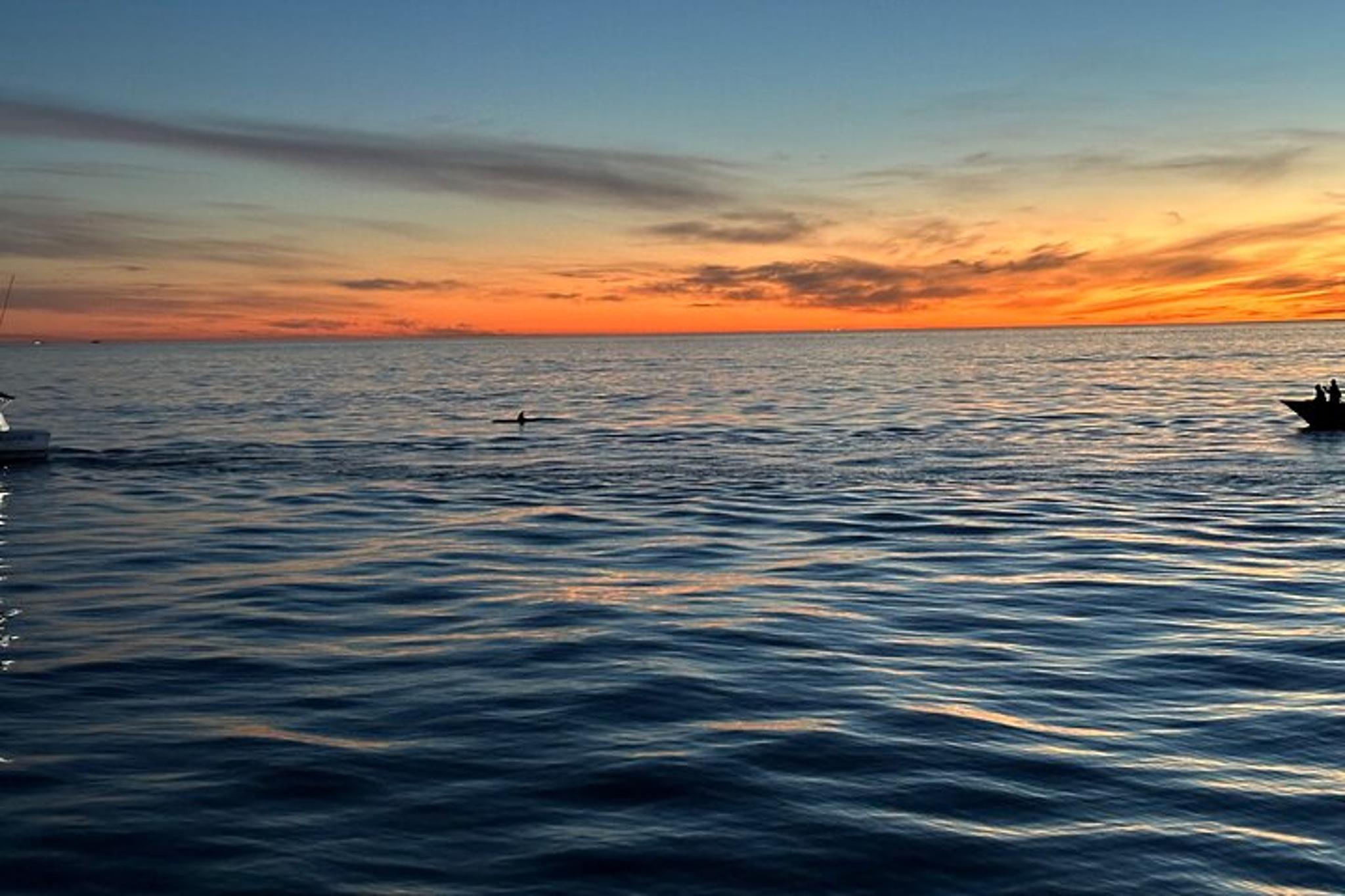 Oceanside Whale Watching Tour 2.5 hr - Image 4
