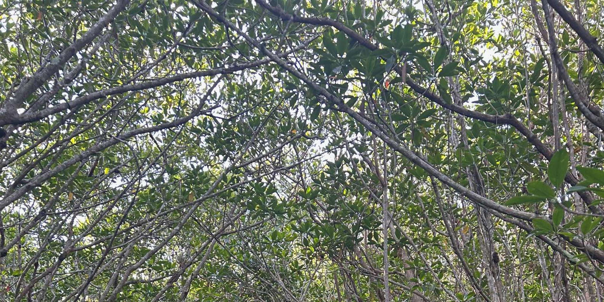 Marco Island Mangrove Kayak Tour 2hr - Image 4
