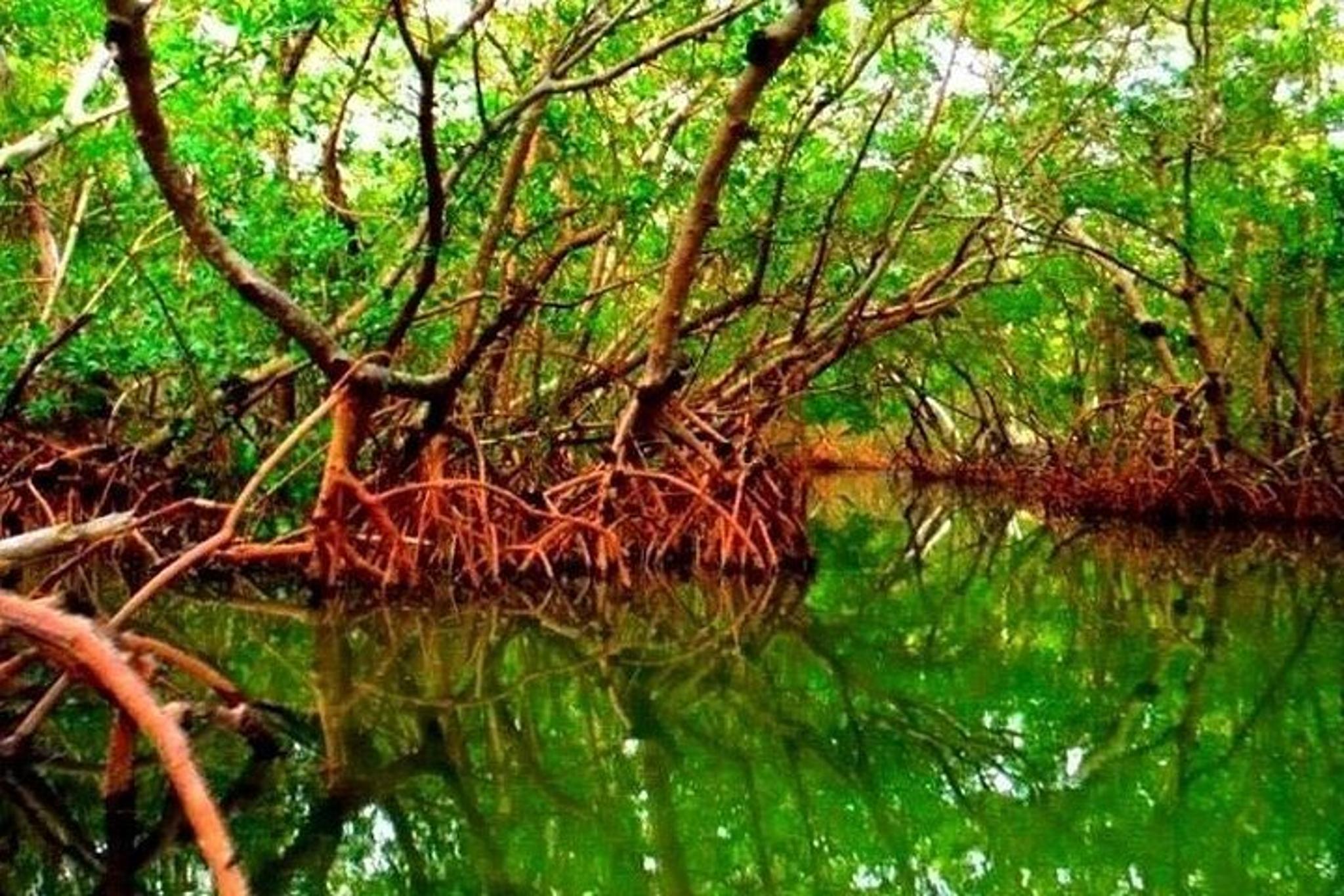 Sarasota Kayak and Food Tour - Image 5