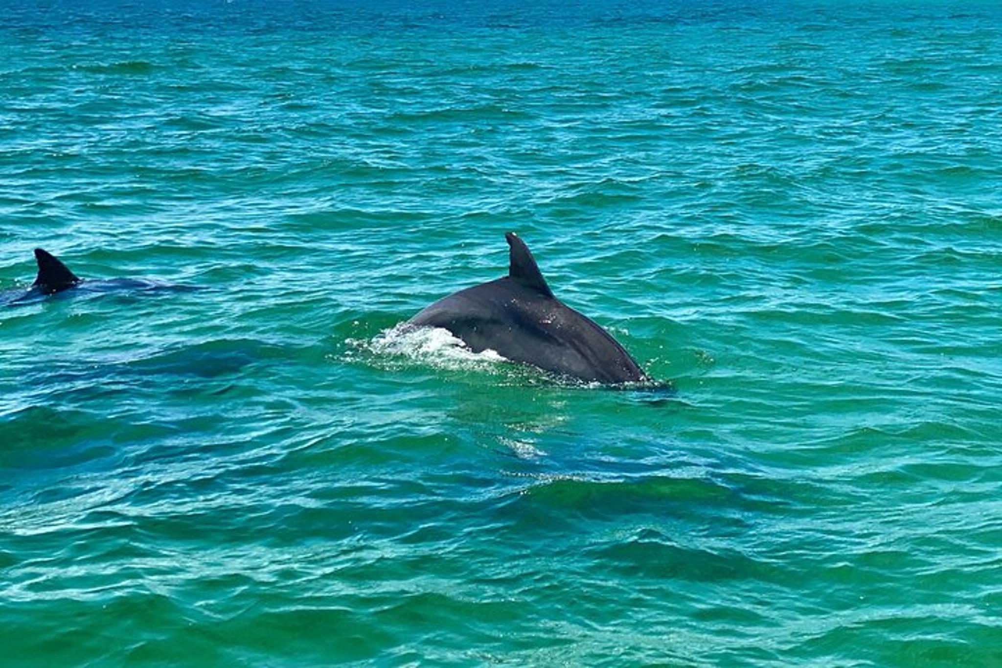 Pensacola Beach Dolphin Sightseeing Cruise - Image 1