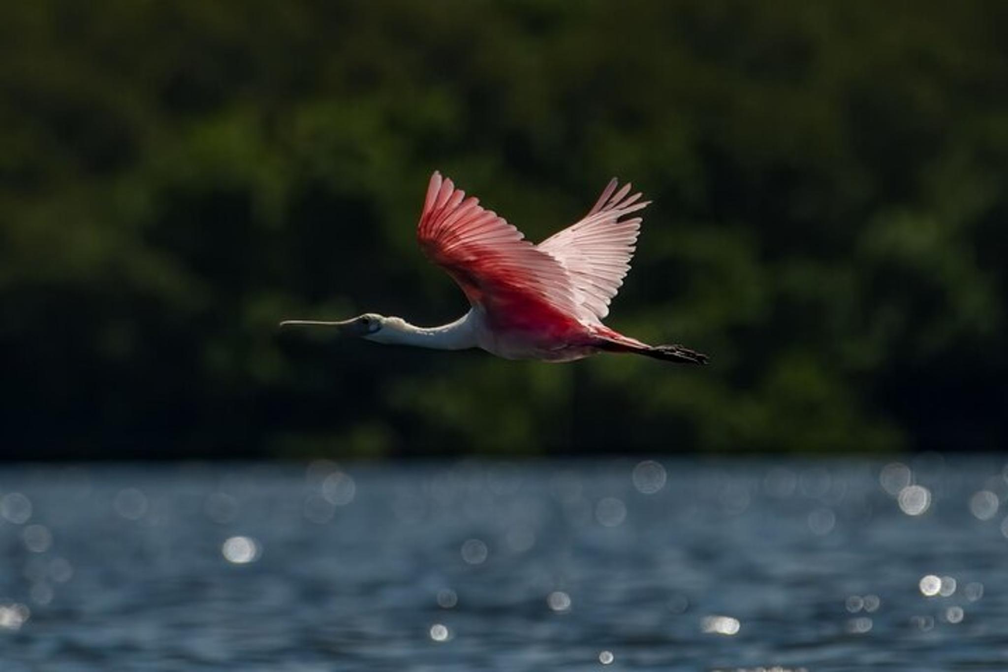 Tierra Verde Kayak Tour in Mangrove Preserve - Image 4