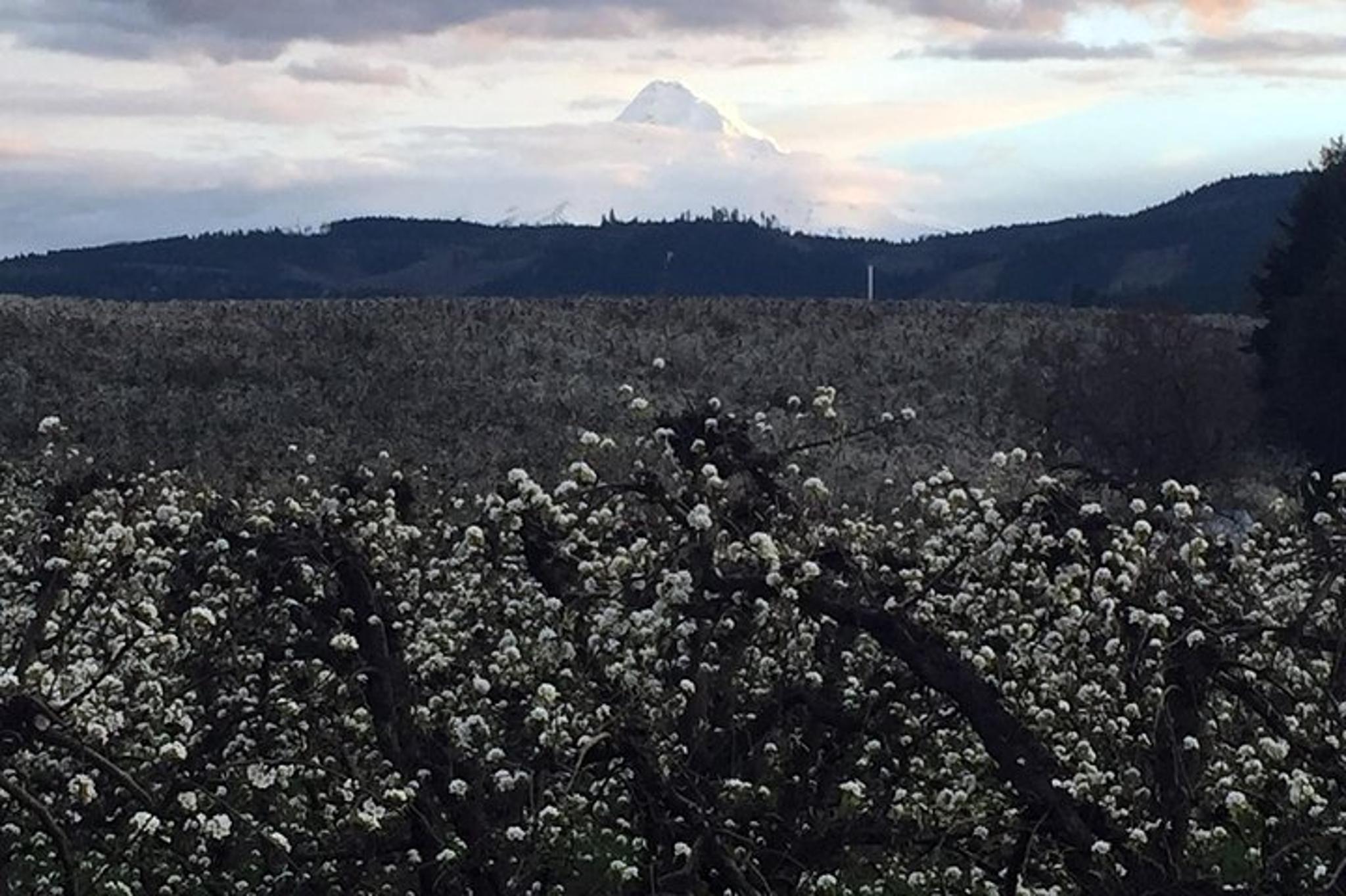 Portland Hood-Columbia Loop Tour - Image 6