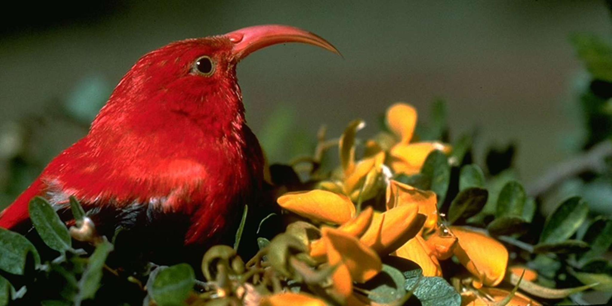 Big Island Bird Watching and Hiking Tour