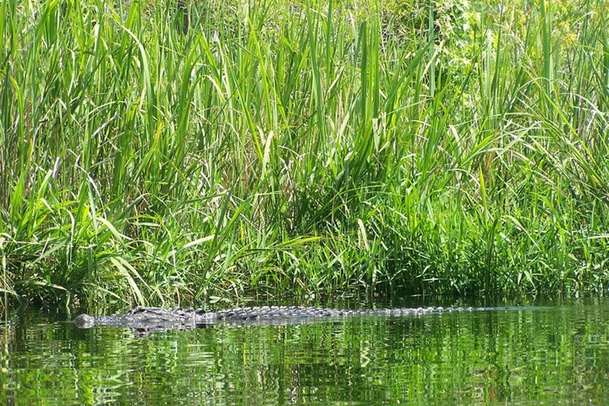 Alligator River Kayak Adventure - Image 3