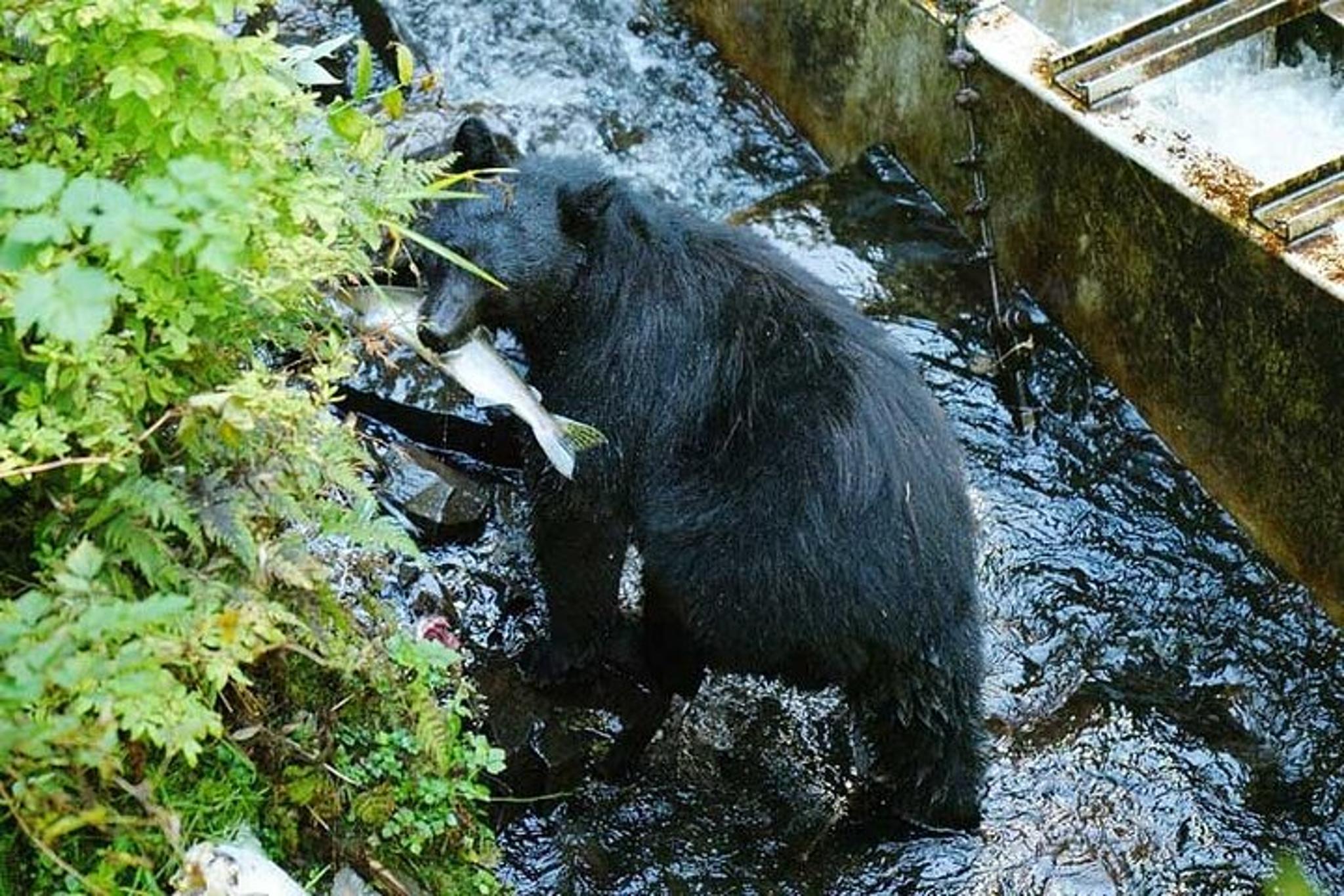 Ketchikan Bear Viewing Tour - Image 2