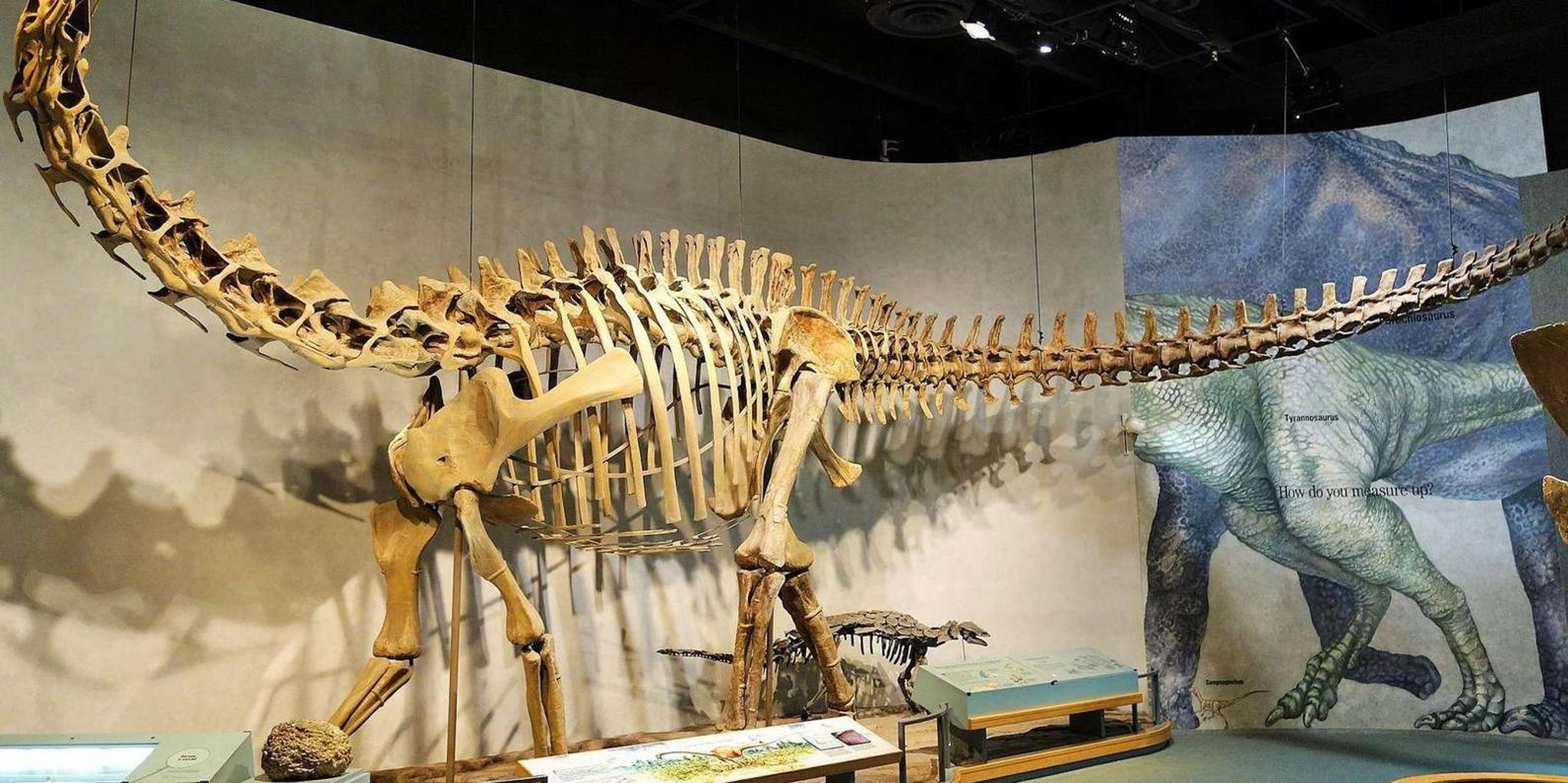 Denver Museum of Nature and Science Digital Tour - Image 1