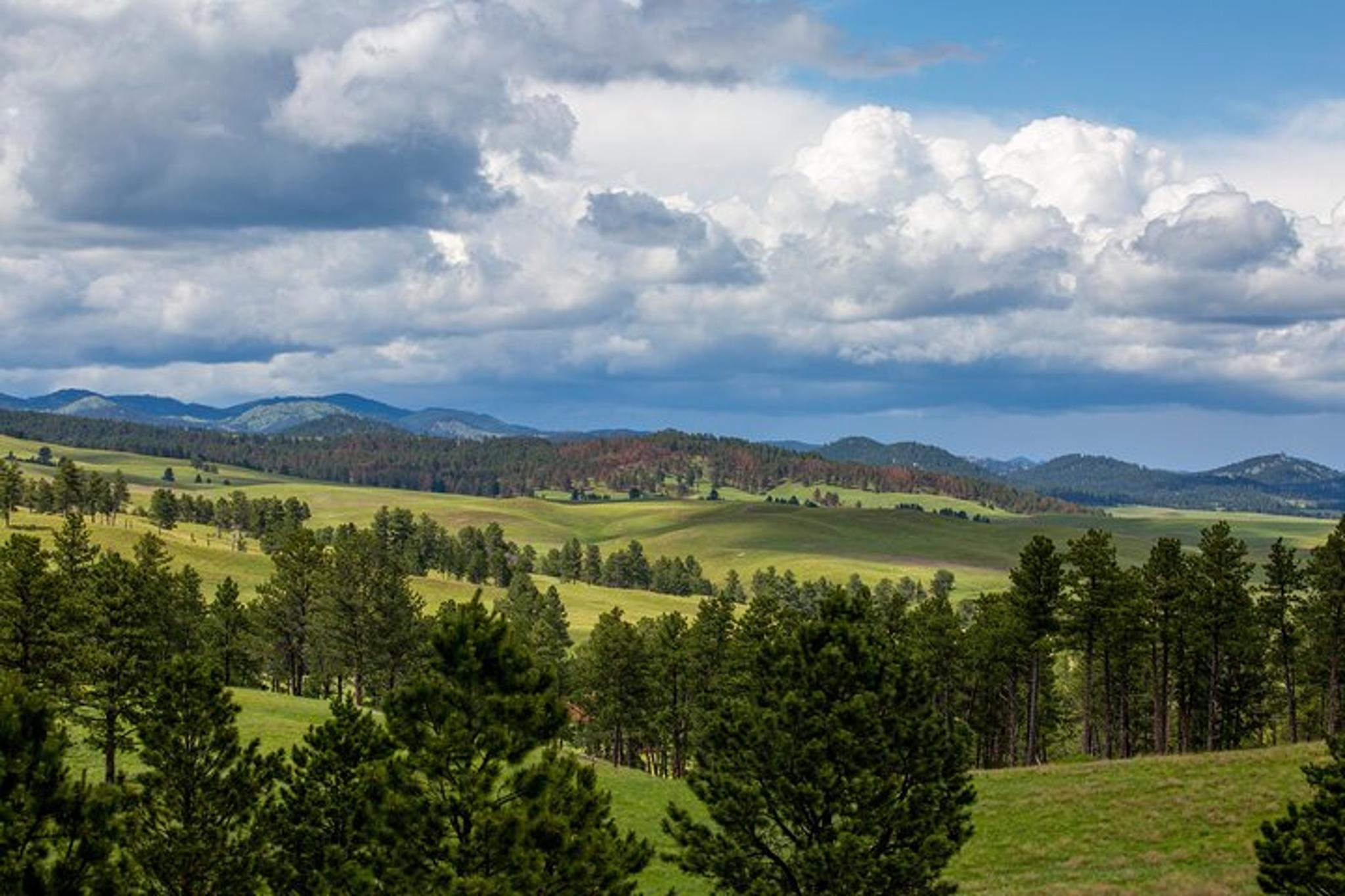 Southern Black Hills Wind Cave and Wildlife Tour - Image 3
