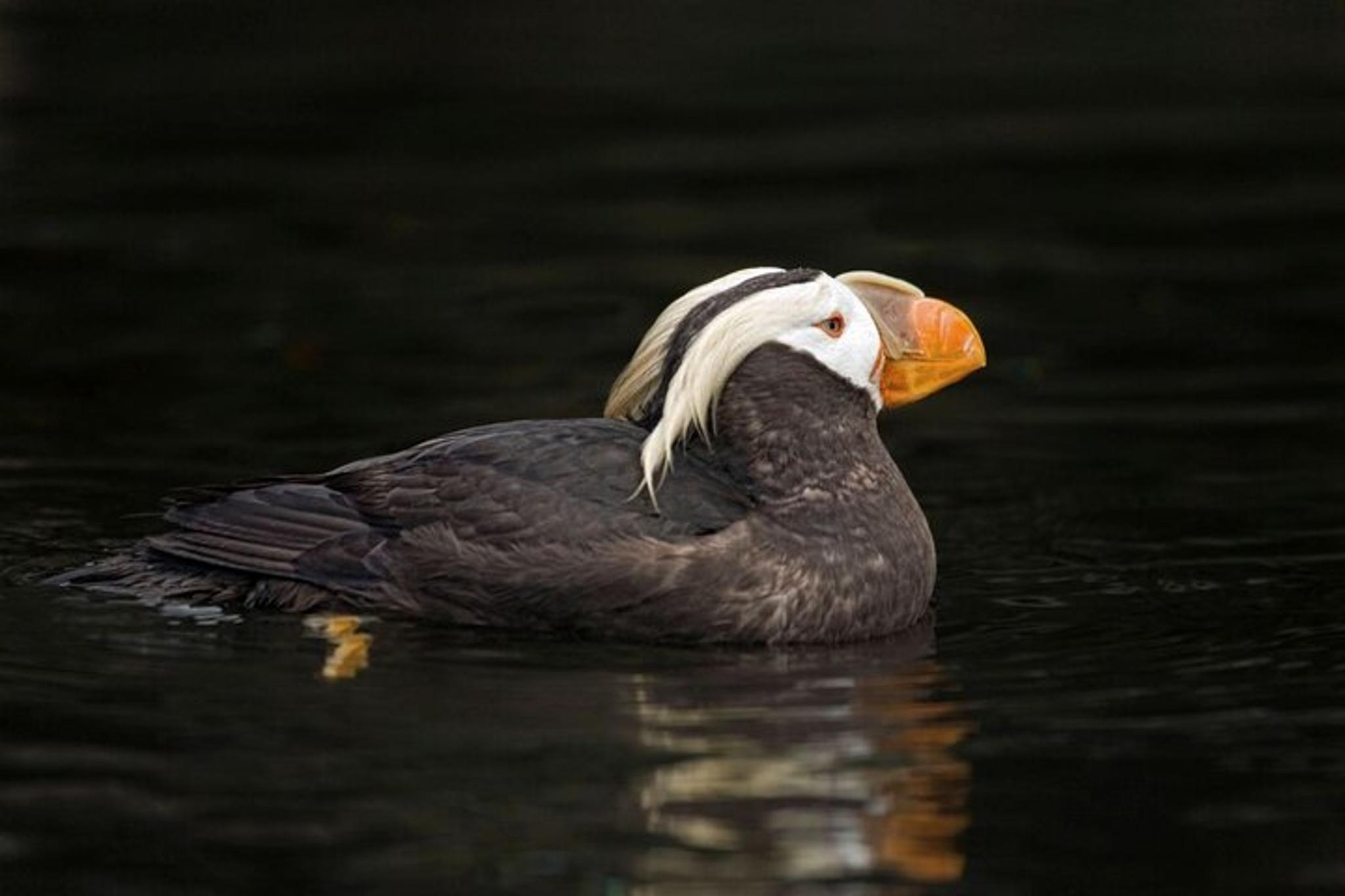 Port Townsend Wildlife Watching Cruise 3 hr - Image 5