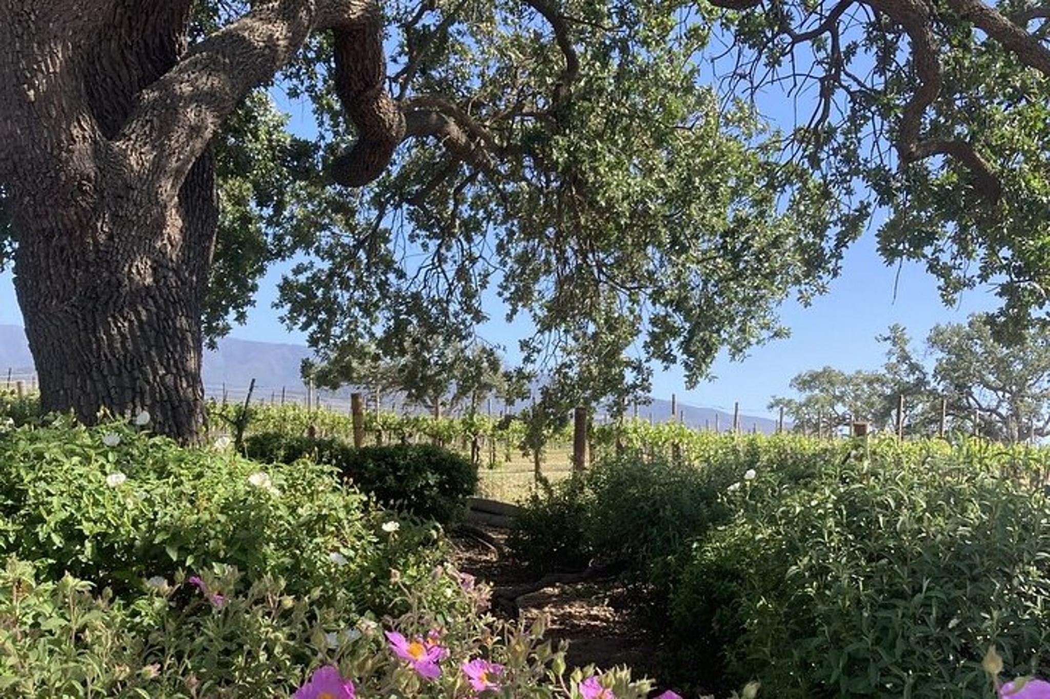 Santa Barbara Wine Tour