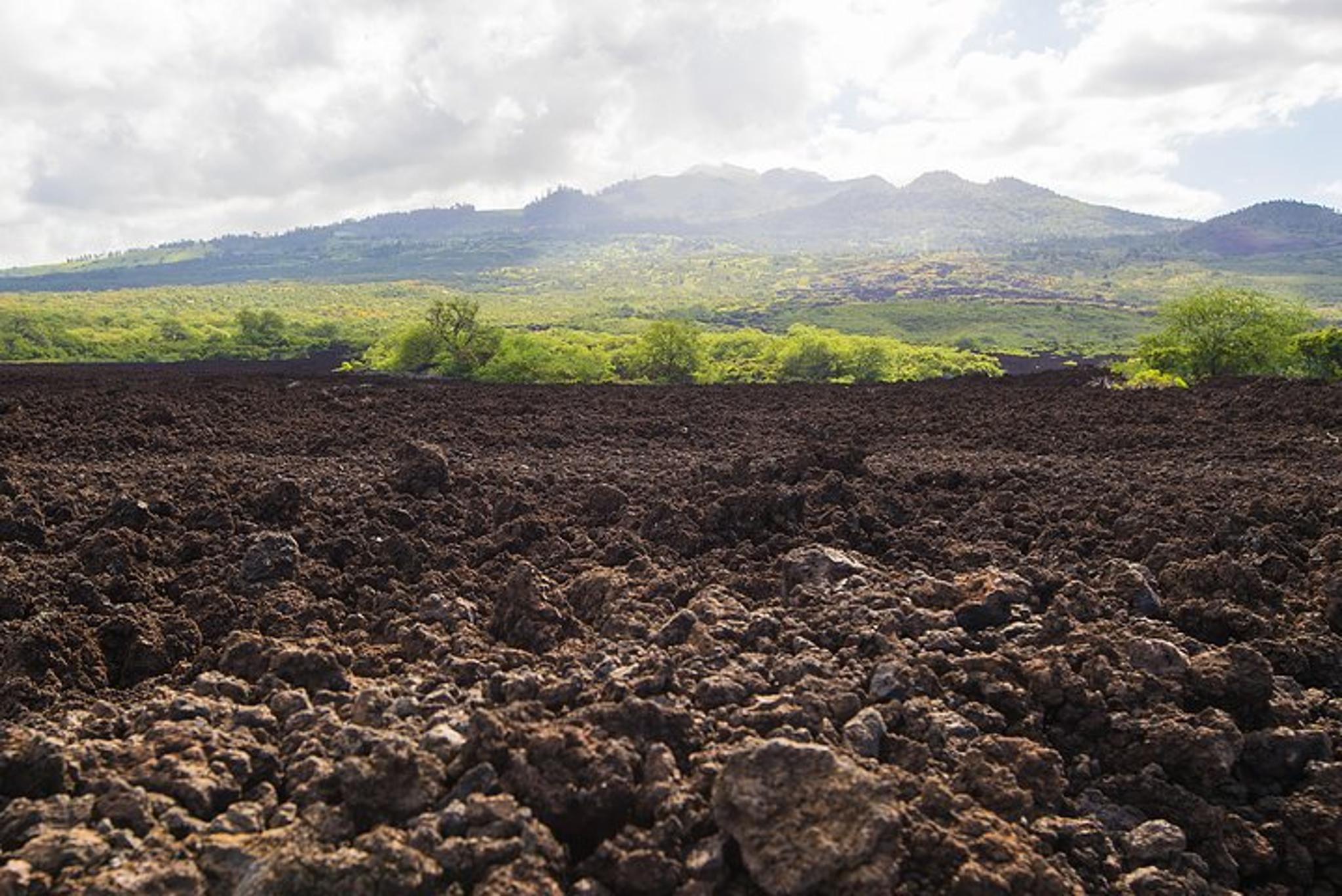 Maui Rainforest Valley Tour - Image 6