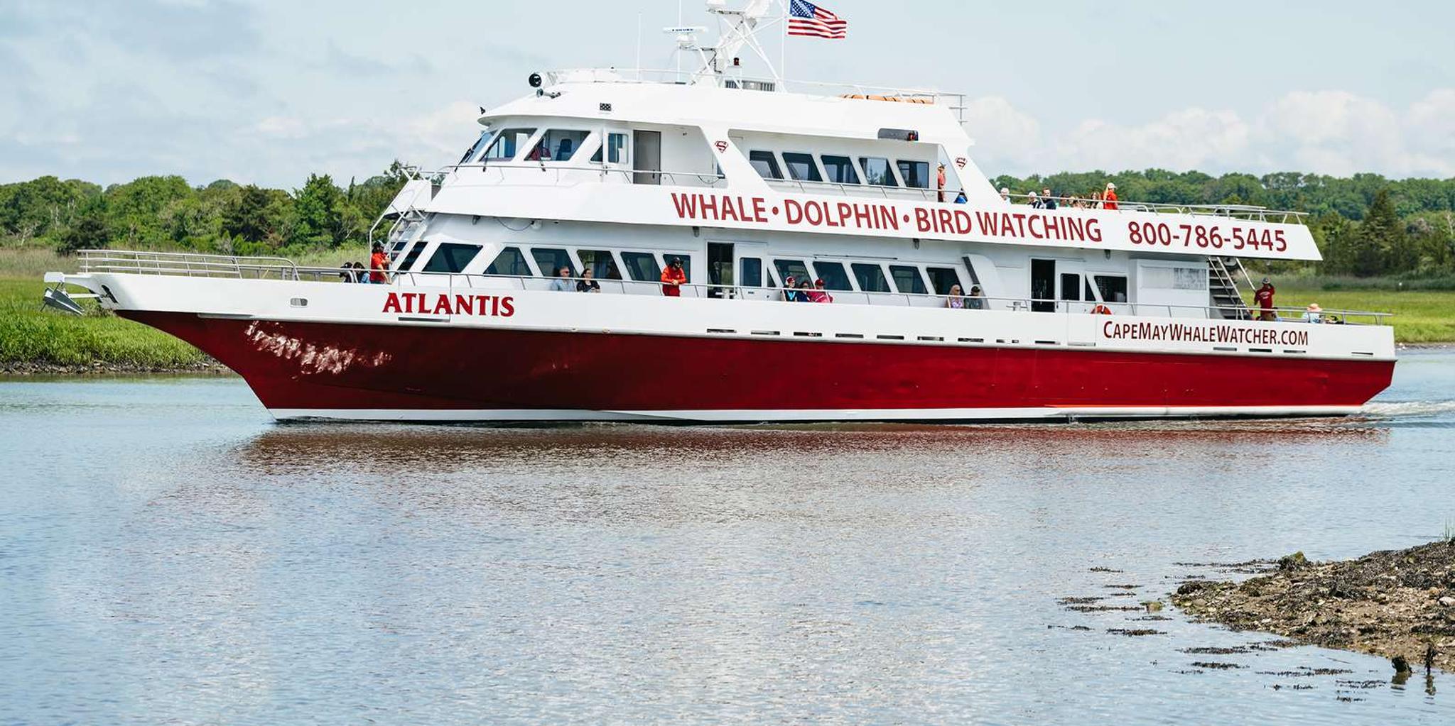Cape May Whale and Dolphin Watching Cruise - Image 2