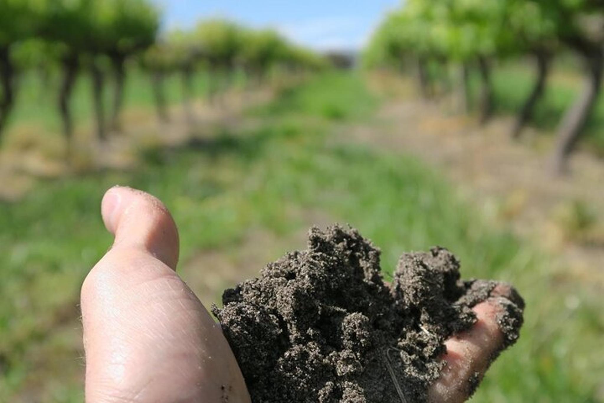 Lodi Wine Tasting Audio Tour - Image 5