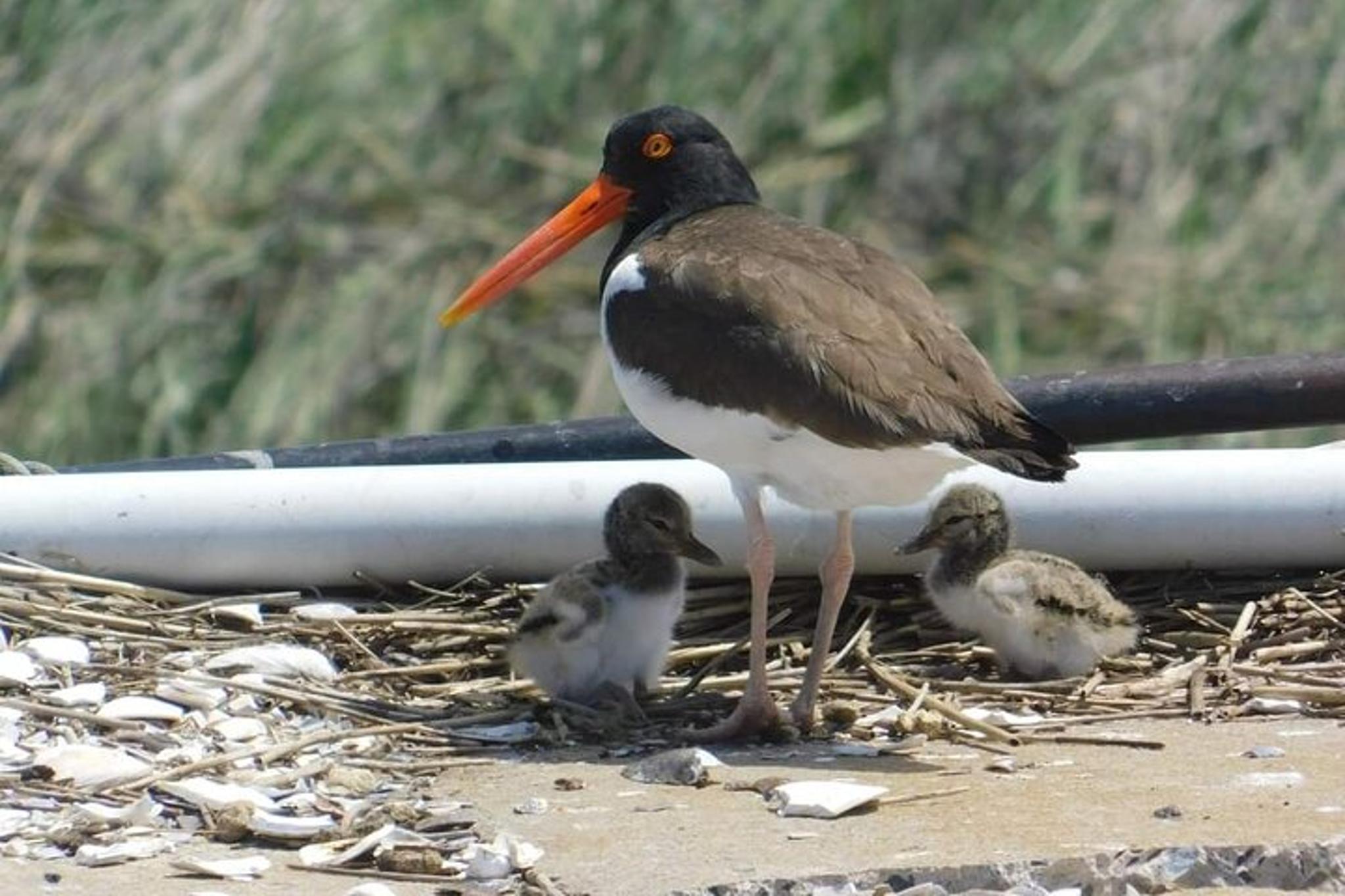 Cape May Eco-Cruise Osprey Birding 2 hr - Image 1