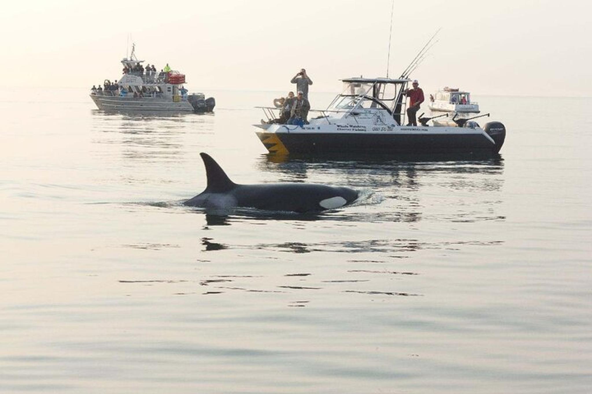 Orcas Island Whale Watching Tour - Image 3