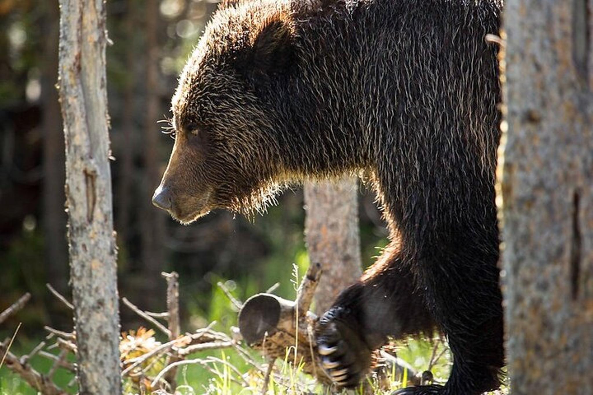 Yellowstone Wildlife Watching Tour - Image 5