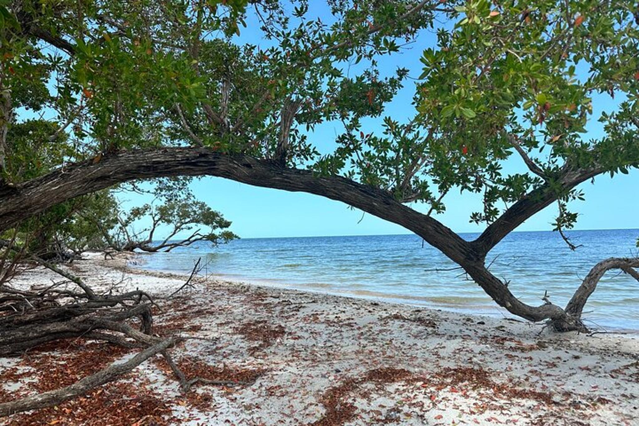 Ten Thousand Islands Eco Tour