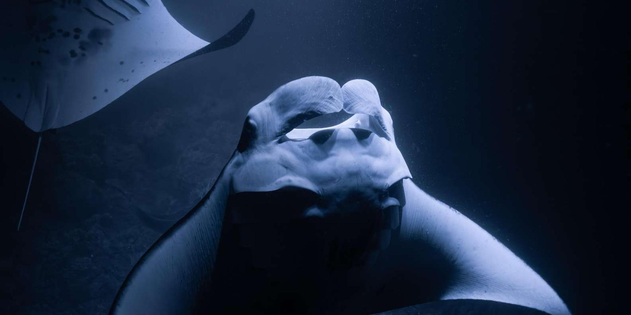 Kona Manta Ray Night Snorkel with Free Videos 2 hr - Image 3