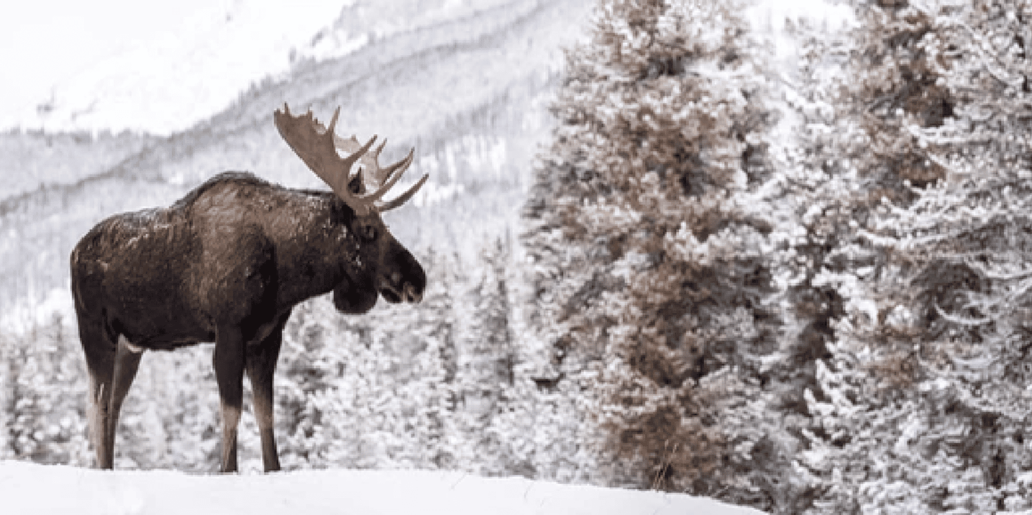 Jackson Grand Teton and National Elk Refuge Winter Day Trip - Image 2