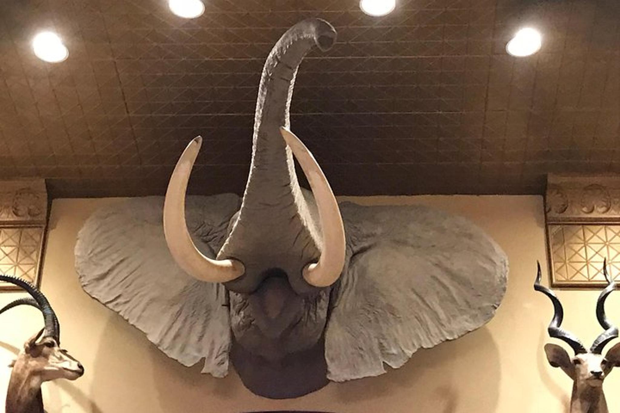 San Antonio History Pub Tour at Menger & Buckhorn - Image 4