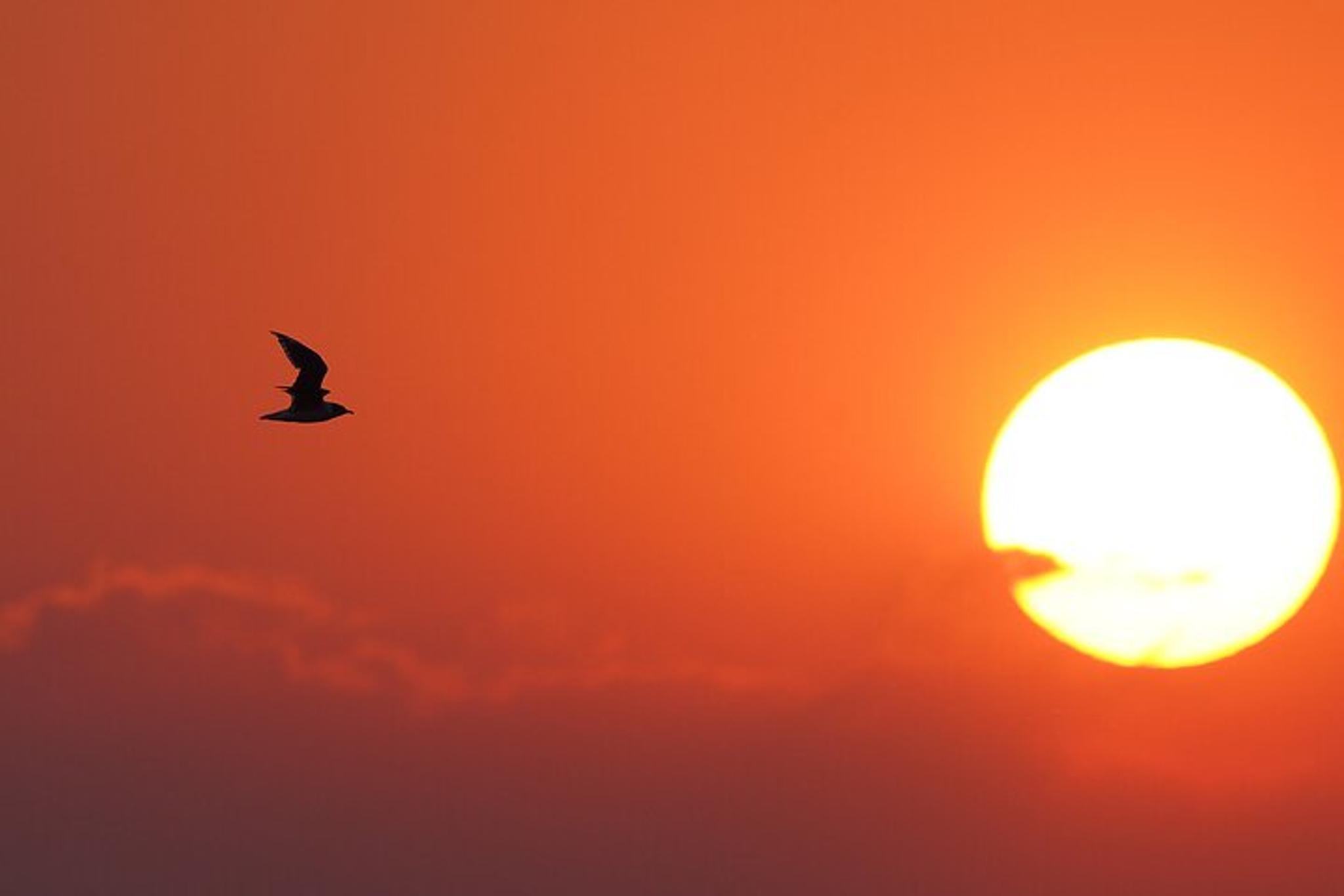 Salt Lake City Birding and Nature Tour - Image 3