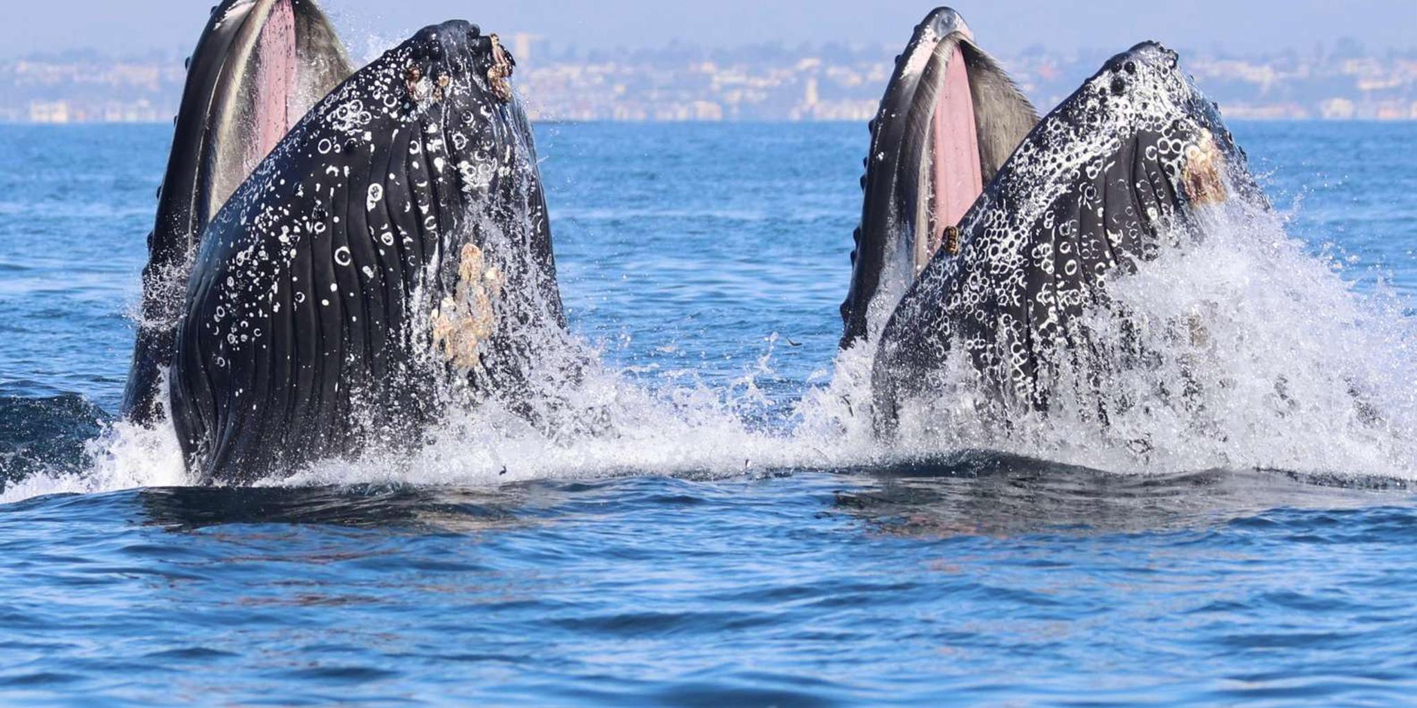 Newport Beach Whale Watching Cruise - Image 4