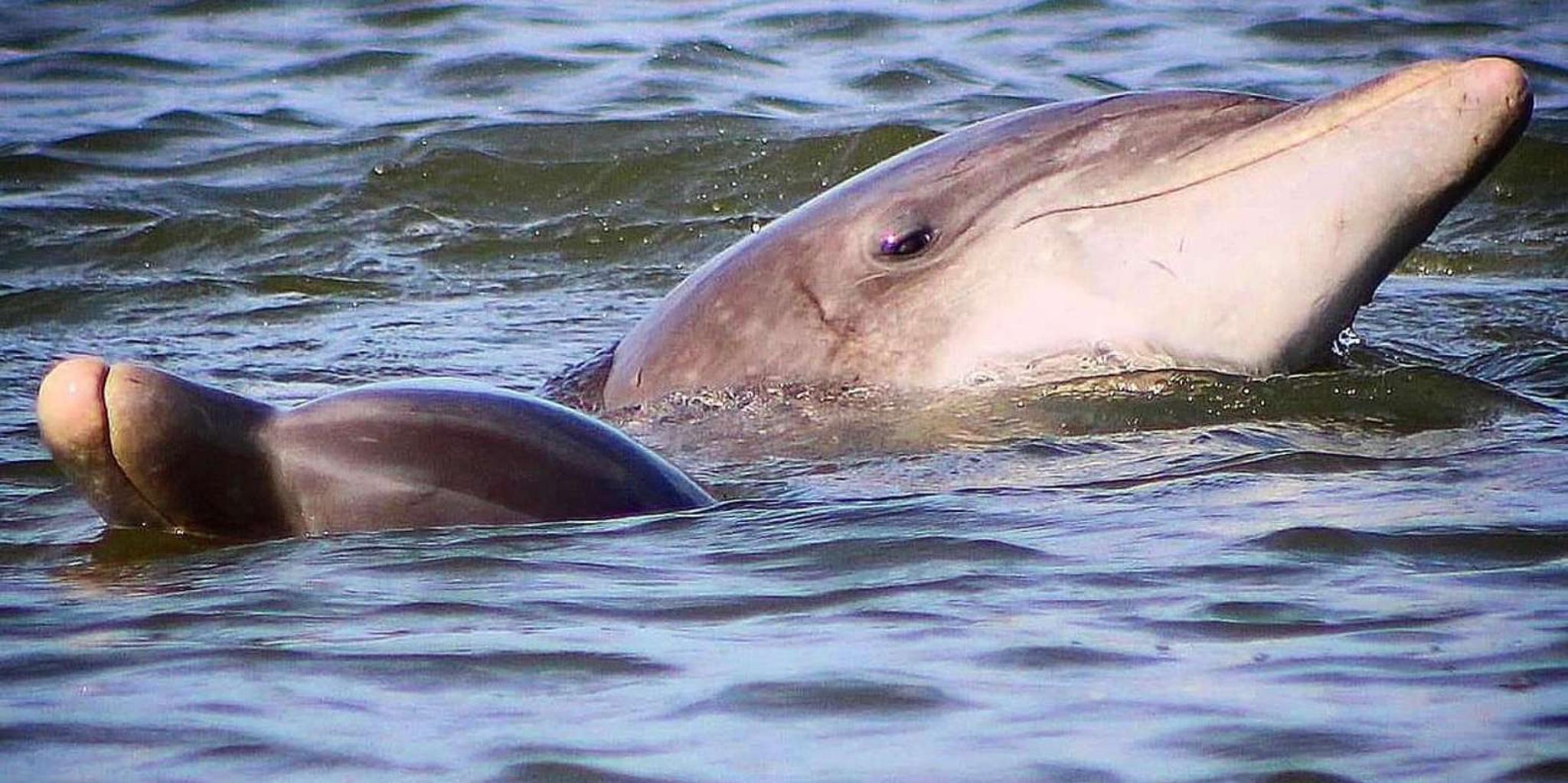Charleston Dolphin Viewing Boat Tour - Image 6