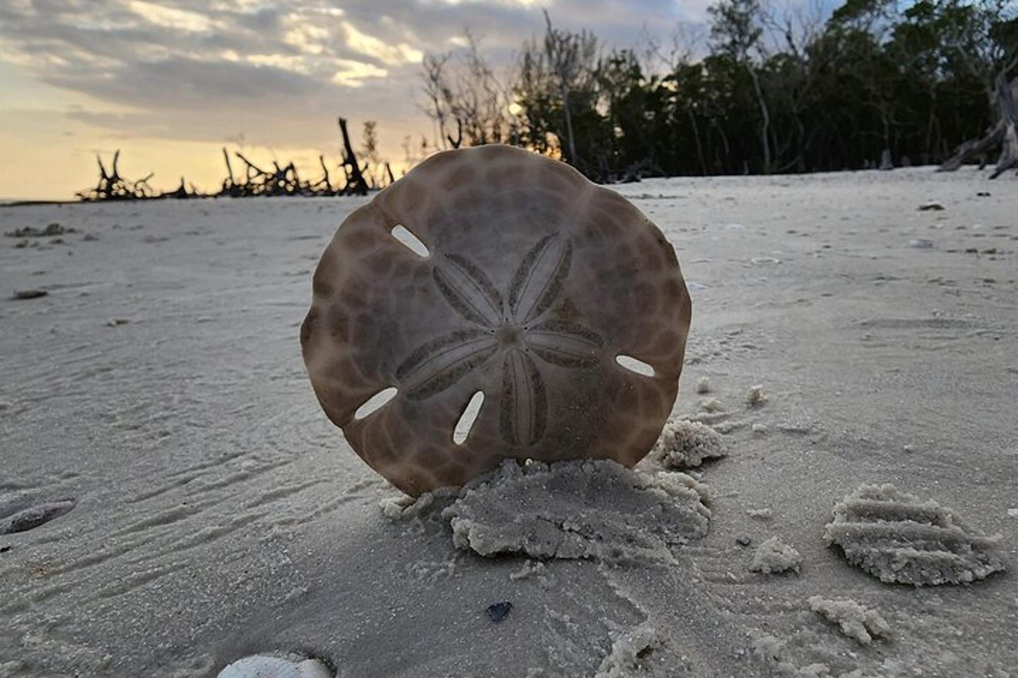 Marco Island Shelling and Dolphin EcoTour 3 hr - Image 5